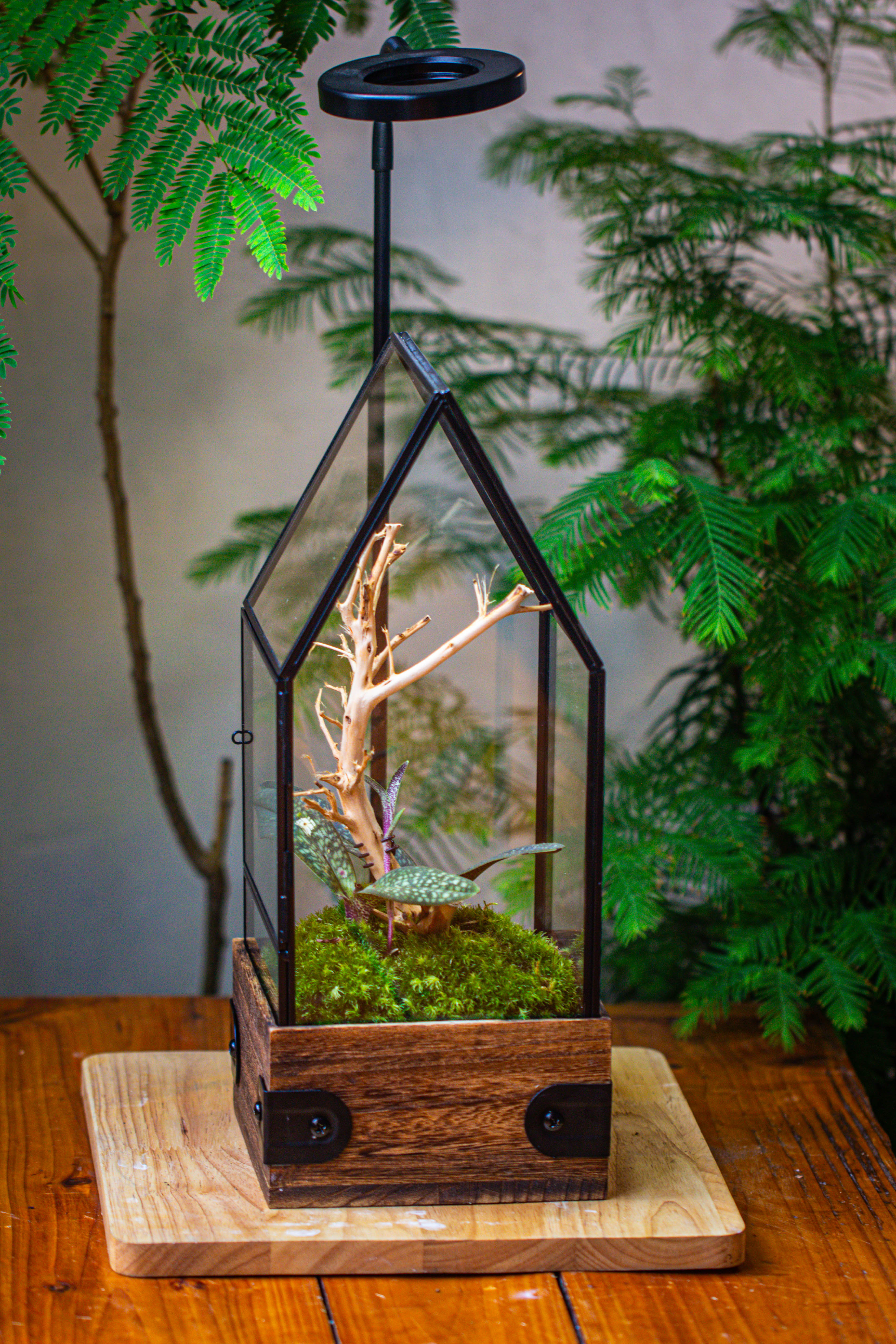 Handmade Glass Terrarium with Wood Base, House Shape Planter with Door, with LED Wood Lamp Base for Plants, Moss Landscapes, Plant Lover Gift - NCYPgarden