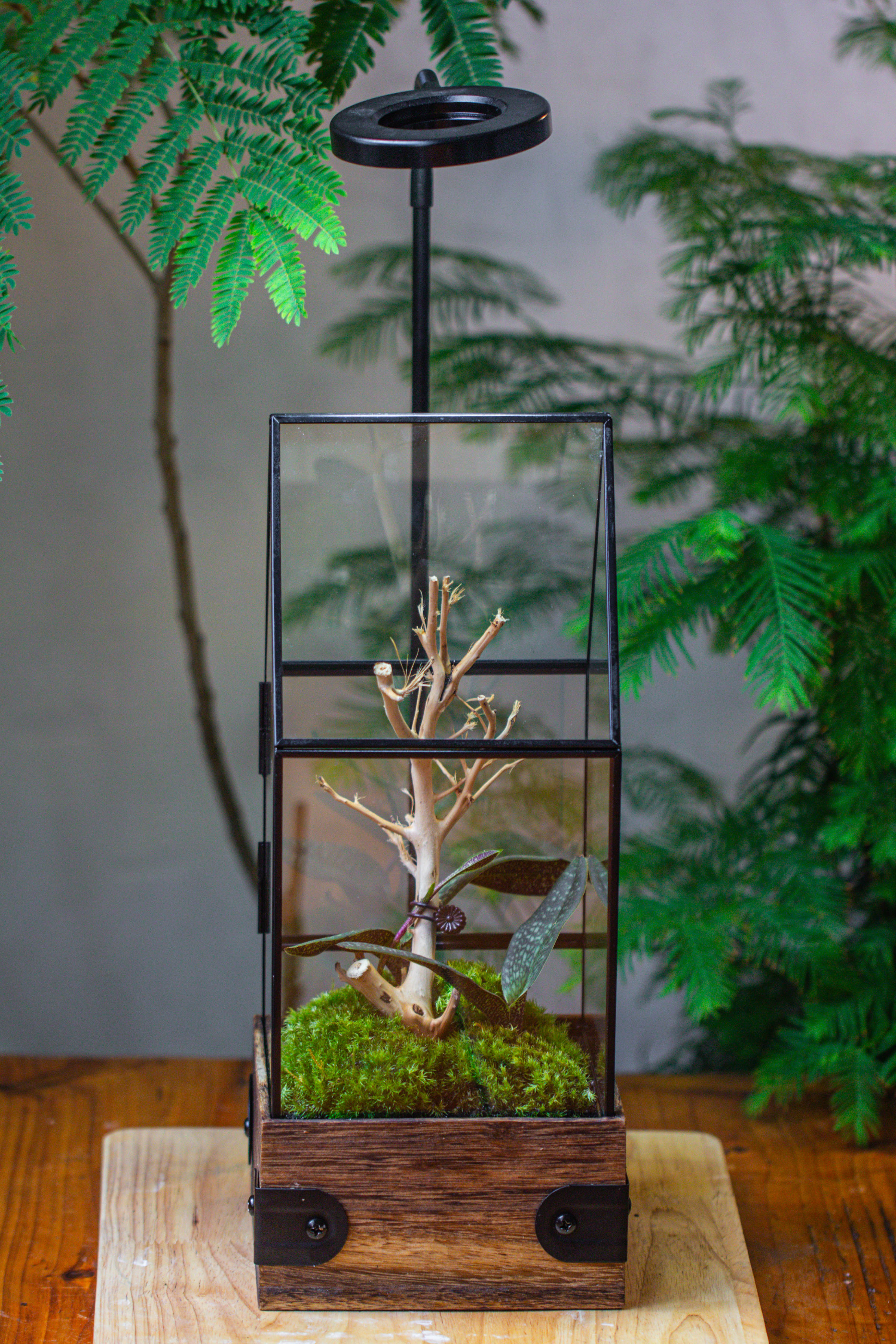 Handmade Glass Terrarium with Wood Base, House Shape Planter with Door, with LED Wood Lamp Base for Plants, Moss Landscapes, Plant Lover Gift - NCYPgarden