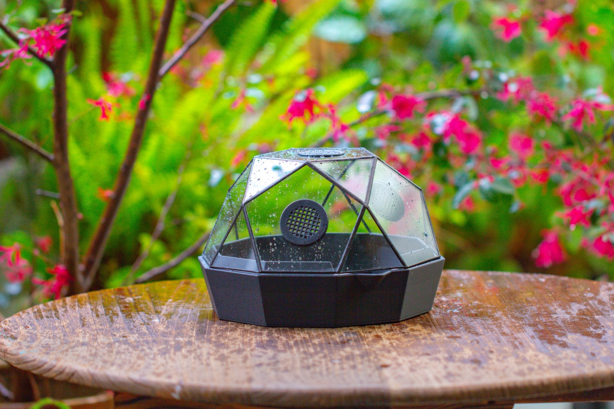 Dome Geometric Glass Terrarium, Vented, Two - part, for Moss Beginners PG08S2 - NCYPgarden