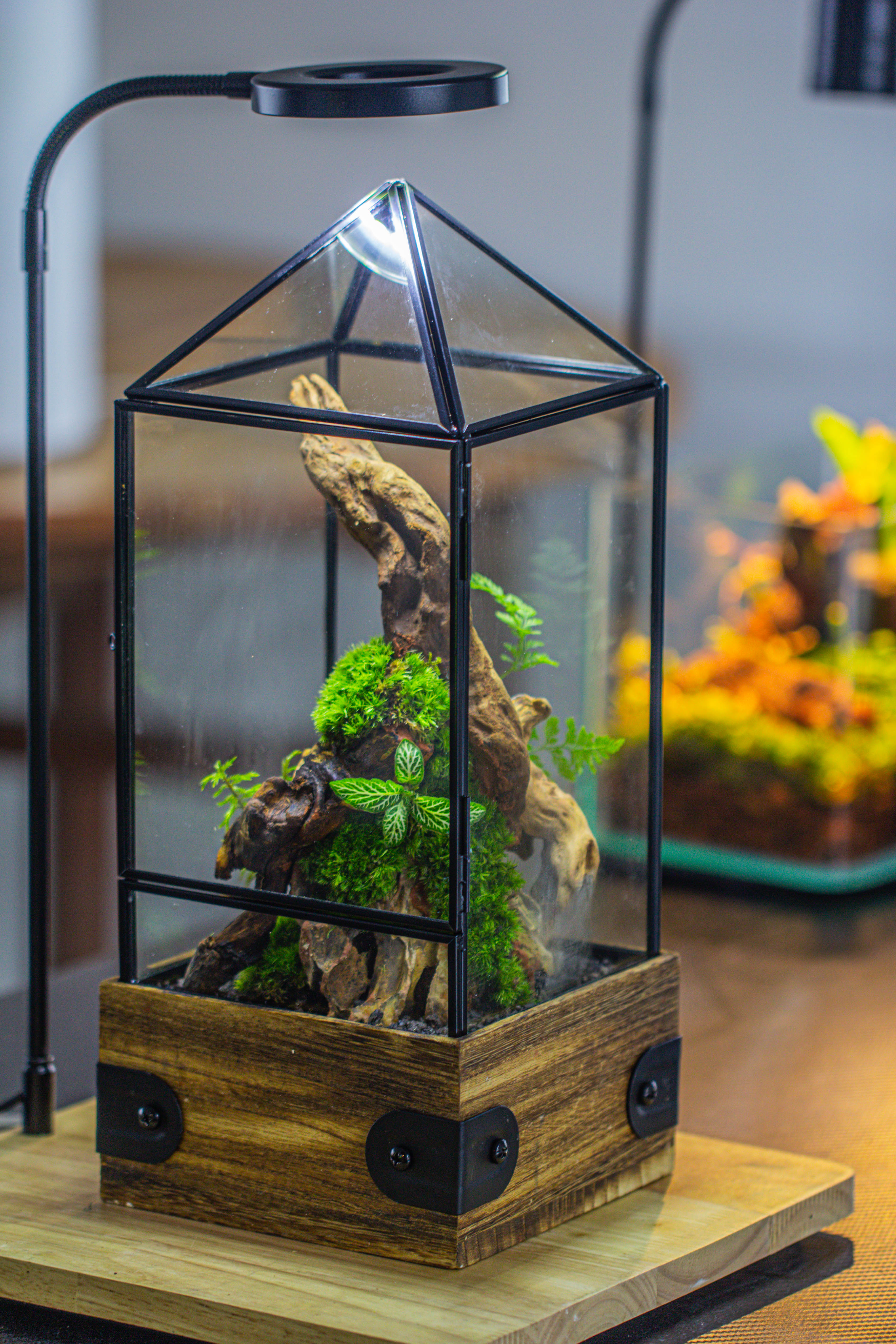 Handmade Glass Terrarium with Wood Base, Pyramid Shape Planter with Door, with LED Acrylic Lamp Base for Plants, Moss Landscapes, Plant Lover Gift - NCYPgarden