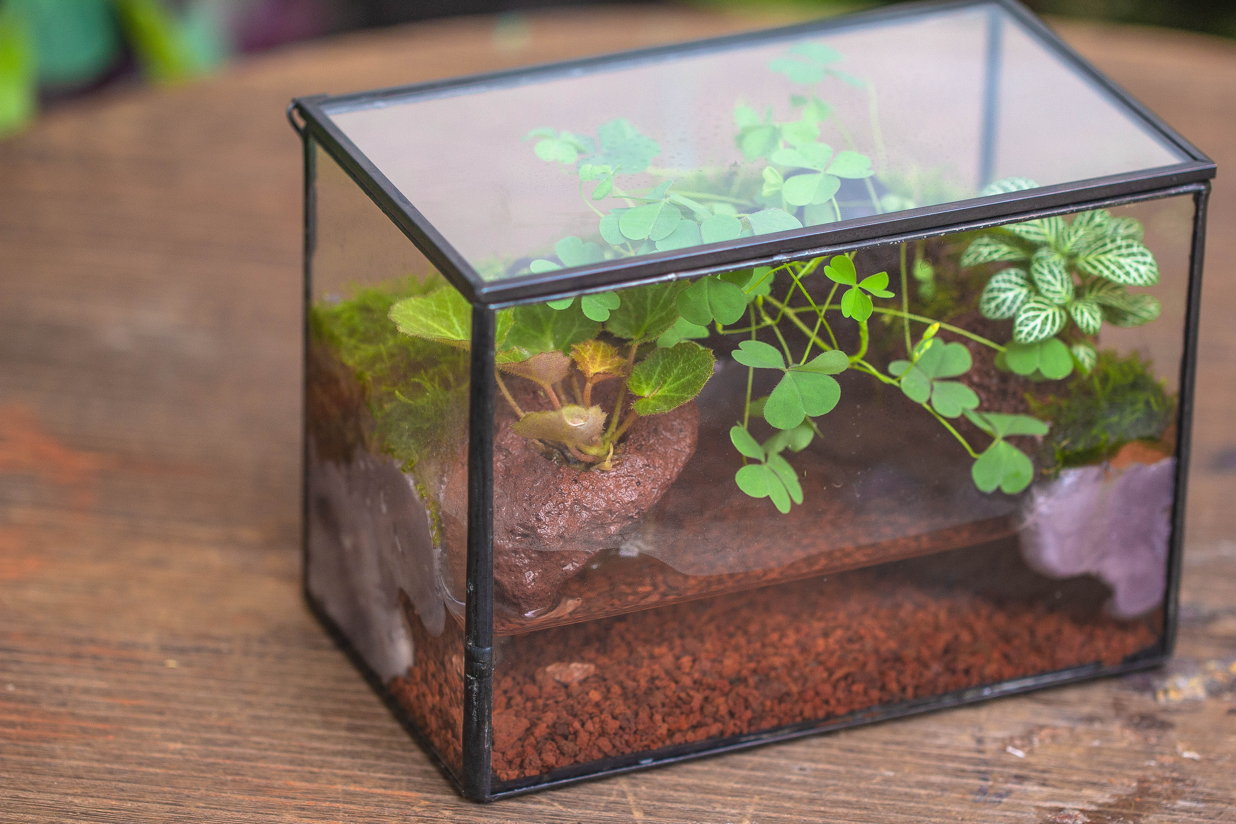 NCYP Watertight Close Small Rectangle Geometric Glass Tin Terrarium, for small waterpond, moss landscape, Live Miniature, water pond - NCYPgarden