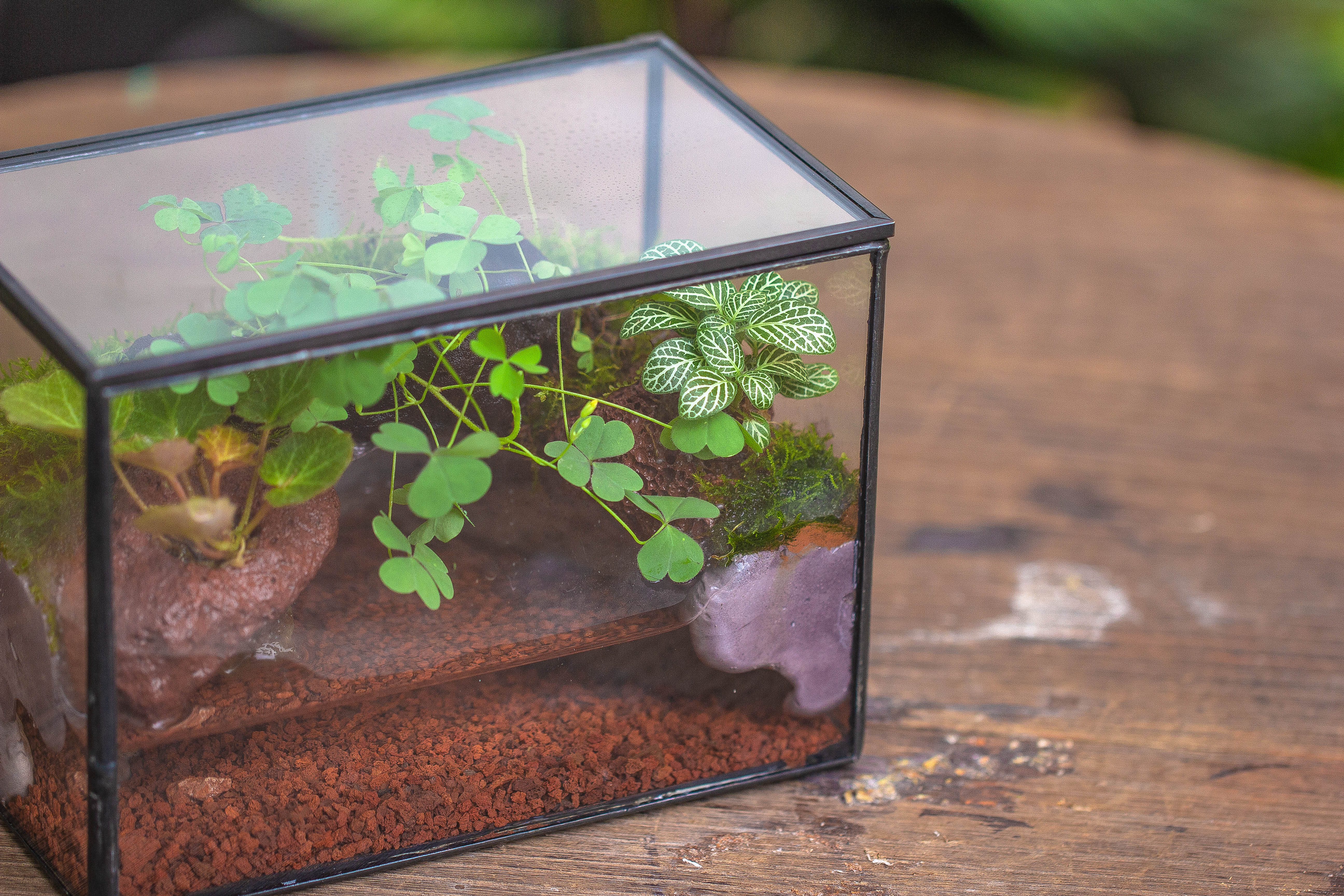 NCYP Watertight Close Small Rectangle Geometric Glass Tin Terrarium, for small waterpond, moss landscape, Live Miniature, water pond - NCYPgarden