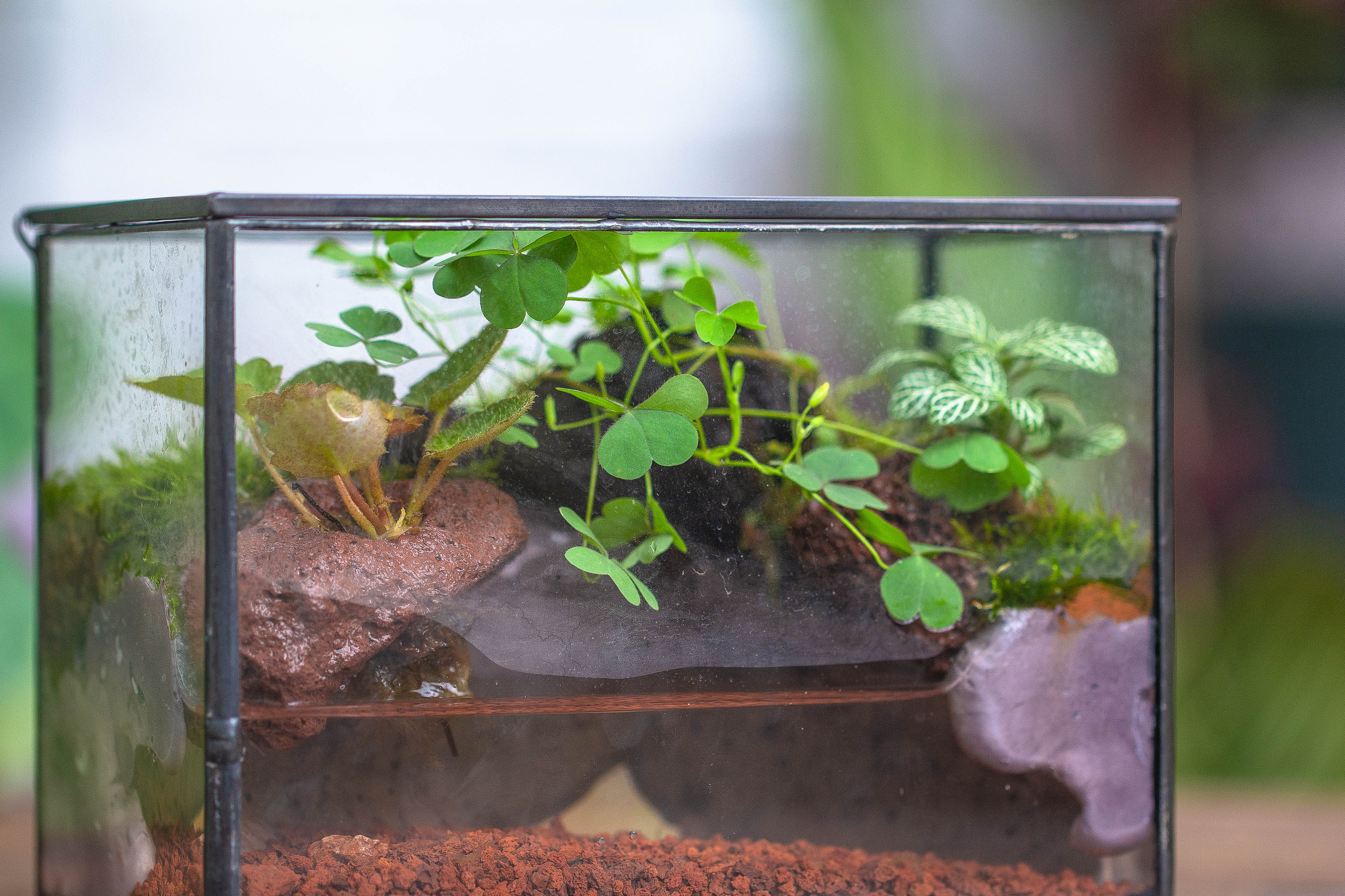 NCYP Watertight Close Small Rectangle Geometric Glass Tin Terrarium, for small waterpond, moss landscape, Live Miniature, water pond - NCYPgarden