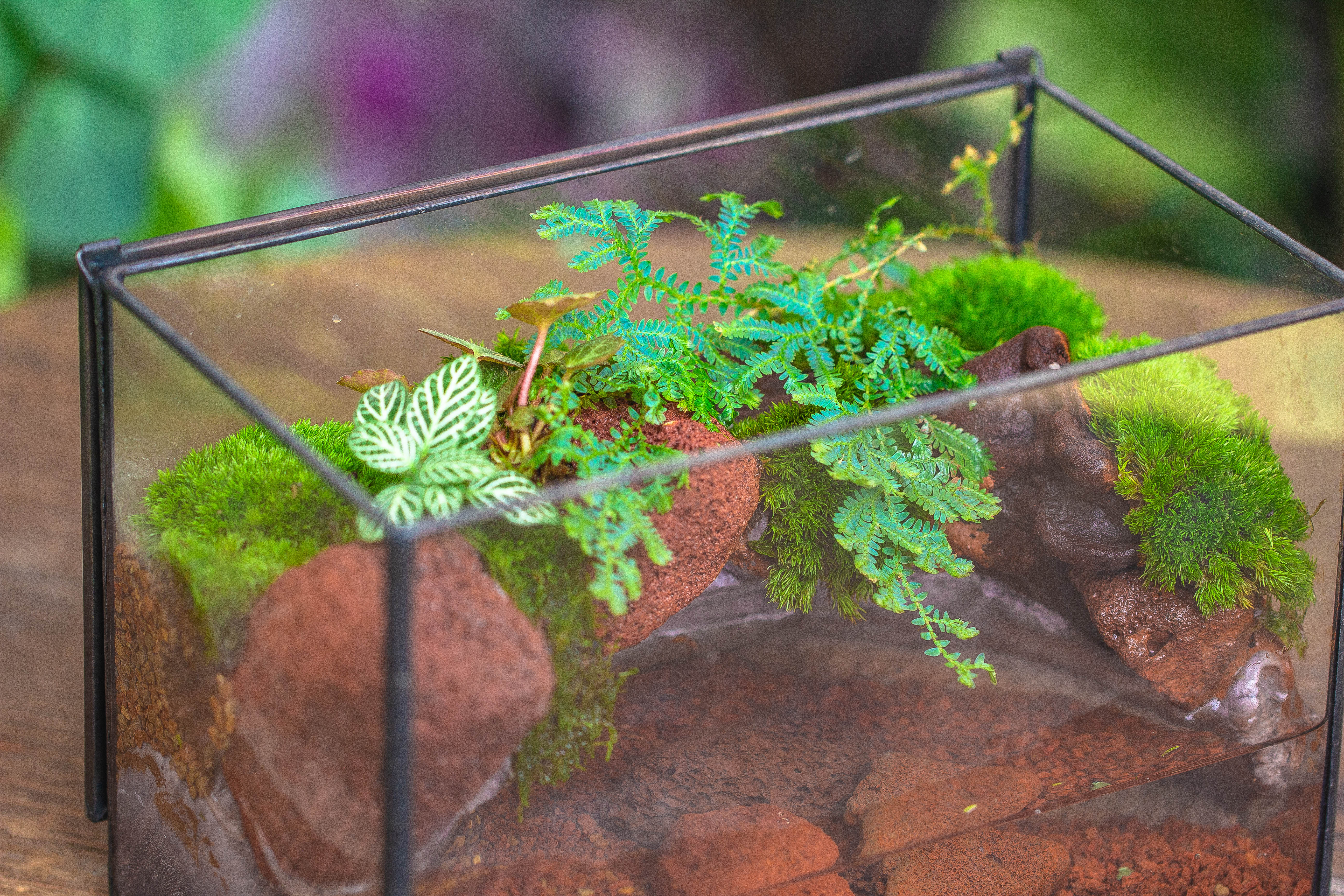 NCYP Watertight Close Rectangle Geometric Glass Tin Terrarium, for small waterpond, moss landscape, Live Miniature, water pond, landscape - NCYPgarden