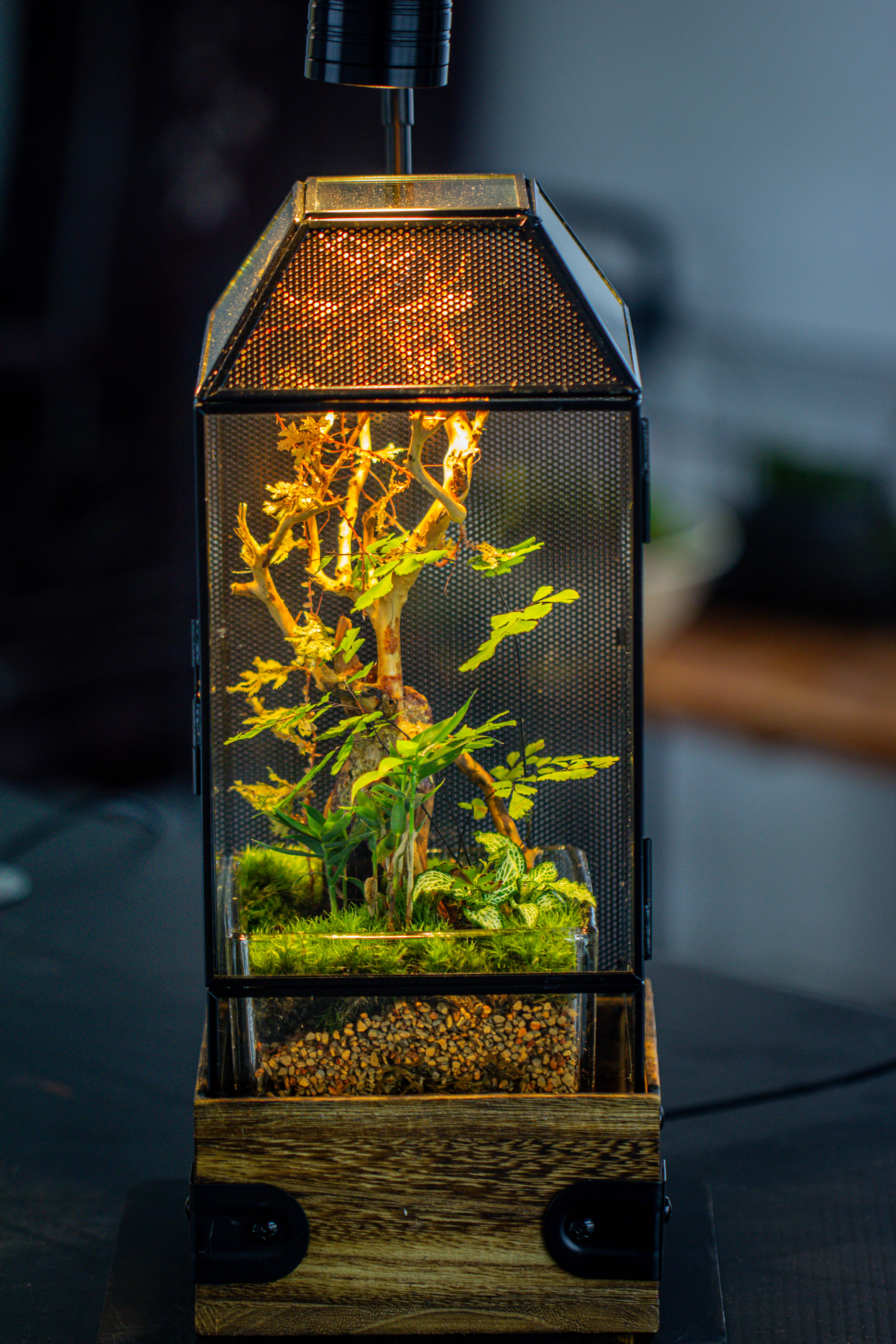 Handmade Glass Terrarium with Wood Base, Geometric Jumping Spider Enclosure, with Mesh Vent, for Plants, Snail, Insects - NCYPgarden