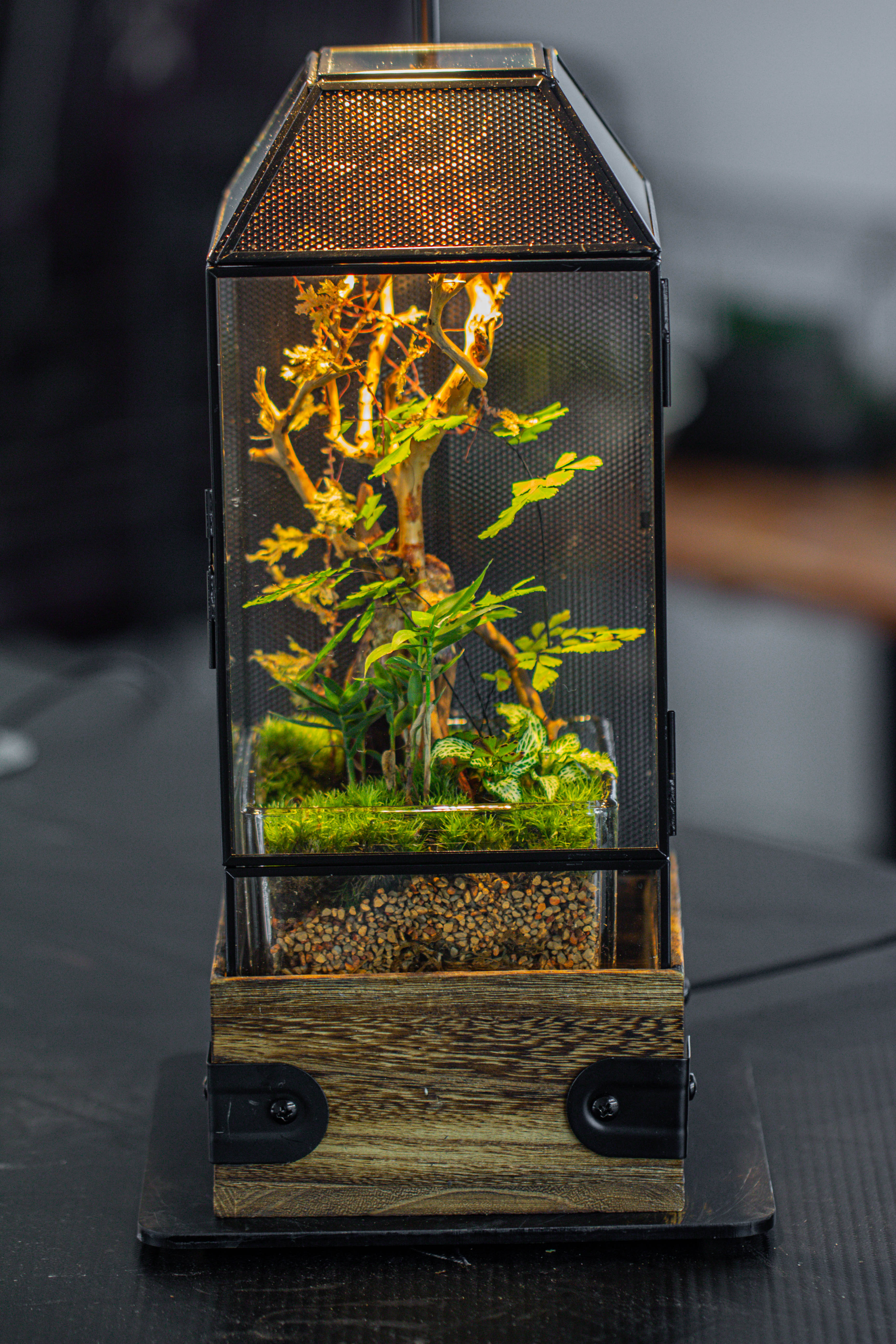 Handmade Glass Terrarium with Wood Base, Geometric Jumping Spider Enclosure, with Mesh Vent, for Plants, Snail, Insects - NCYPgarden