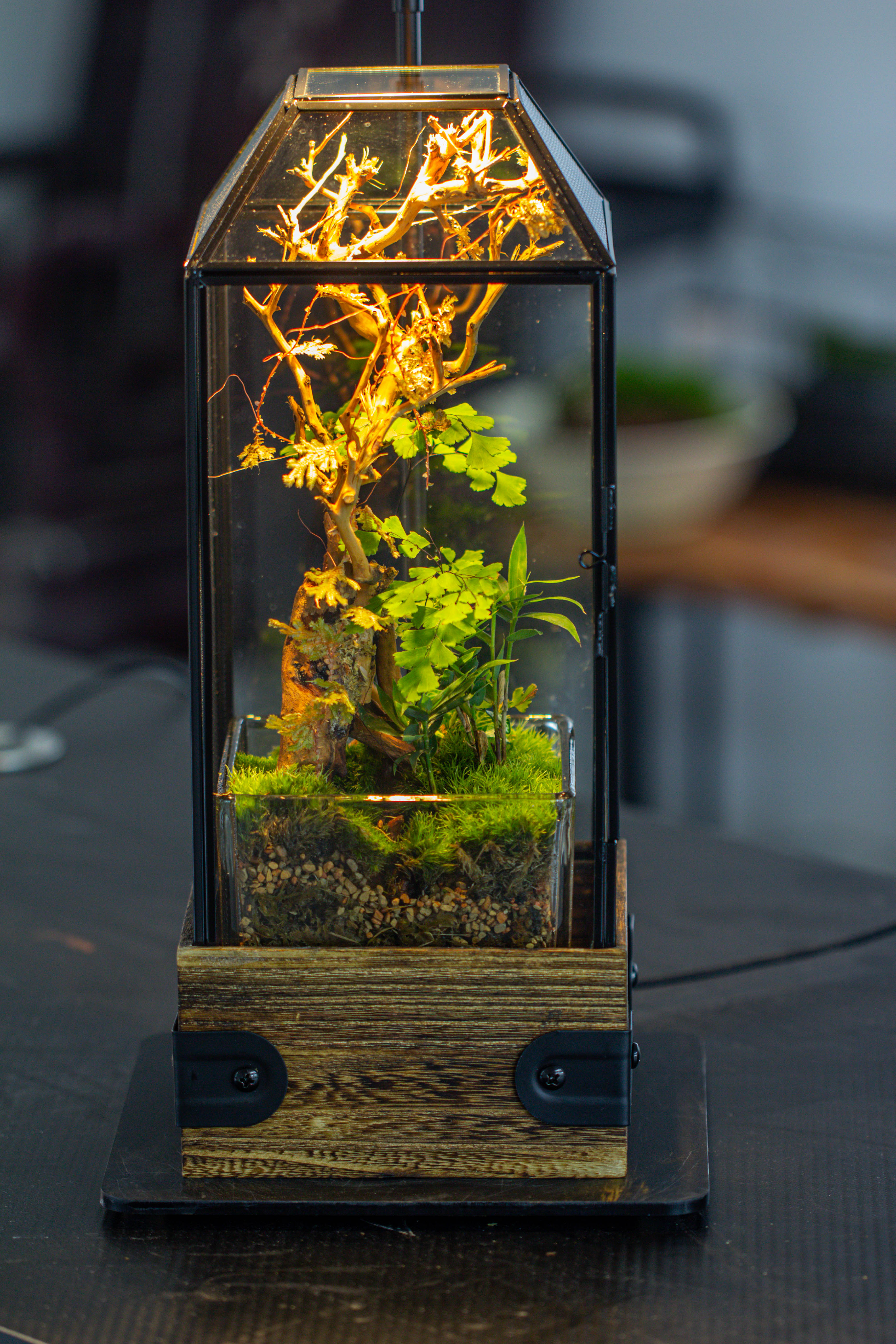 Handmade Glass Terrarium with Wood Base, Geometric Jumping Spider Enclosure, with Mesh Vent, for Plants, Snail, Insects - NCYPgarden