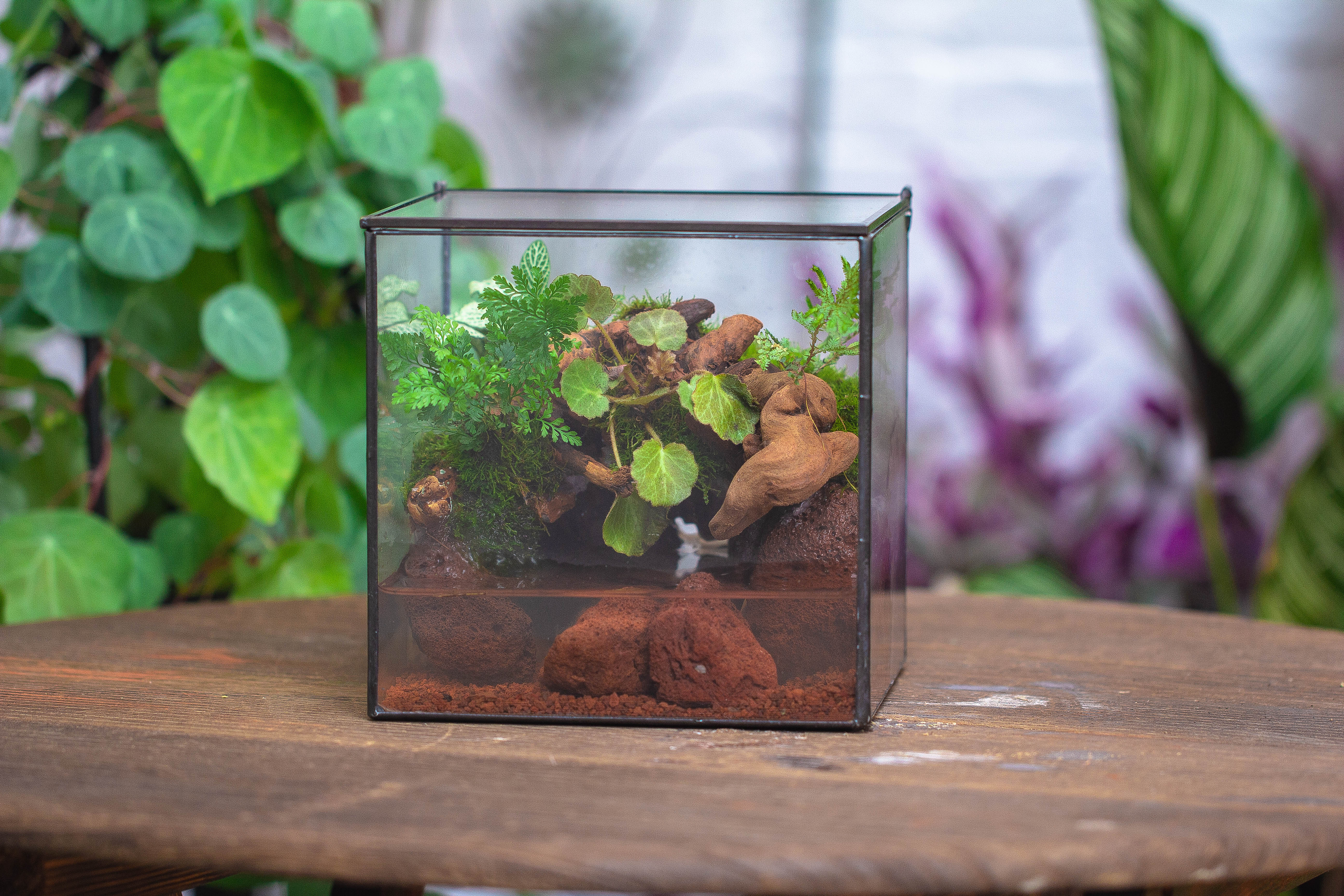 NCYP Watertight Close Cube 7" Geometric Glass Tin Terrarium, for small waterpond, moss landscape, Live Miniature, water pond, landscape - NCYPgarden
