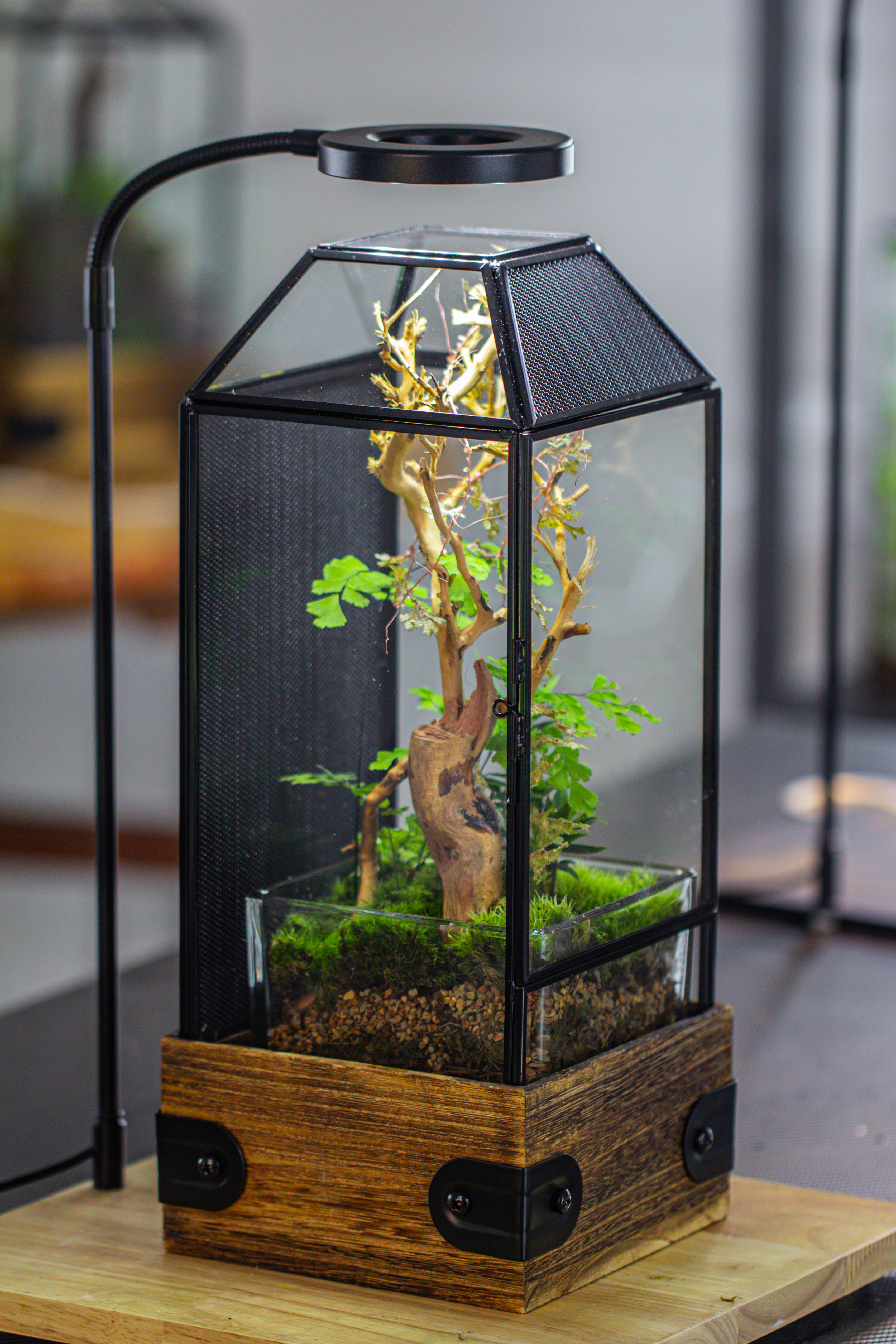 Handmade Glass Terrarium with Wood Base, Geometric Jumping Spider Enclosure, with Mesh Vent, for Plants, Snail, Insects - NCYPgarden
