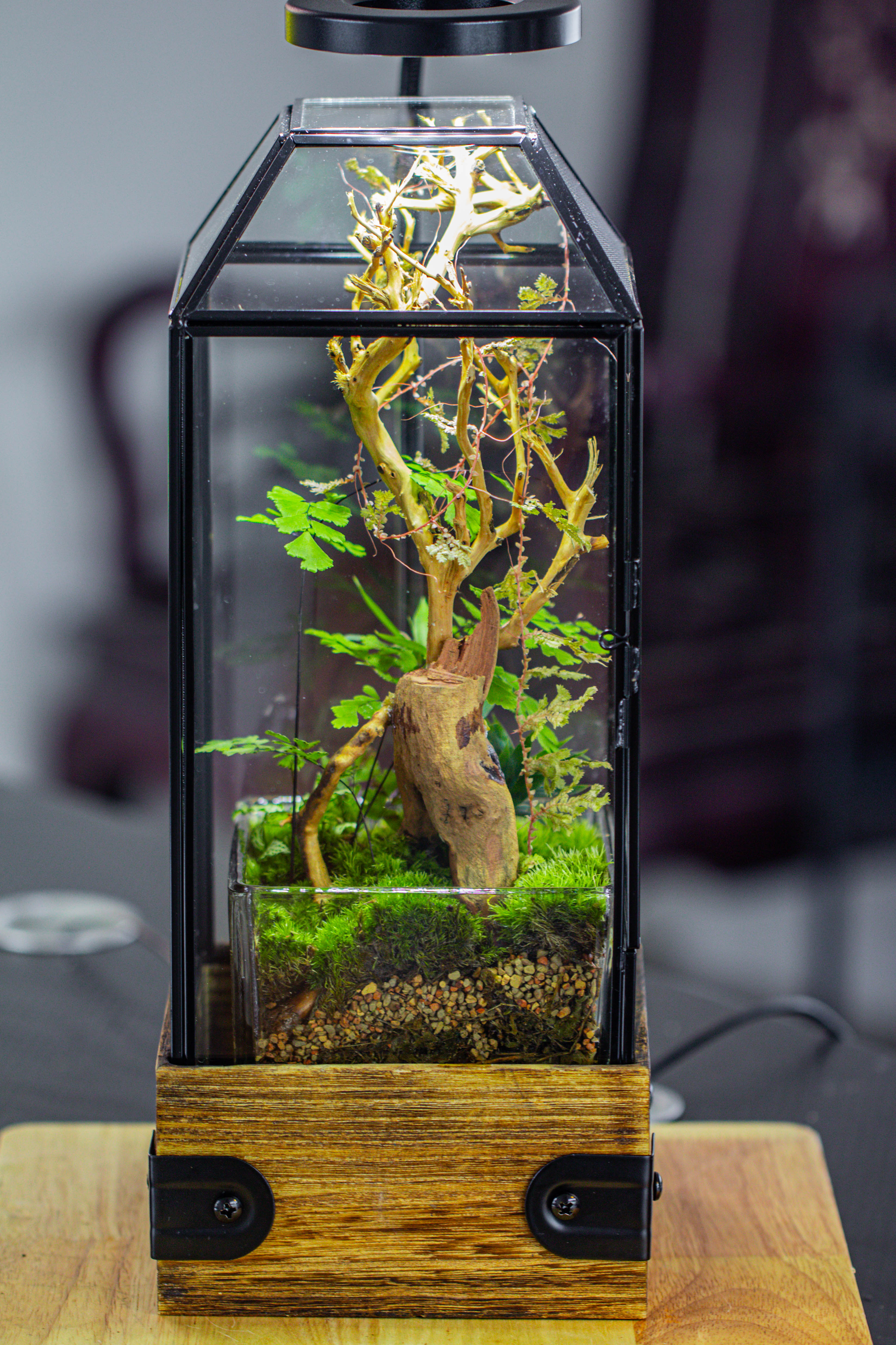 Handmade Glass Terrarium with Wood Base, Geometric Jumping Spider Enclosure, with Mesh Vent, for Plants, Snail, Insects - NCYPgarden