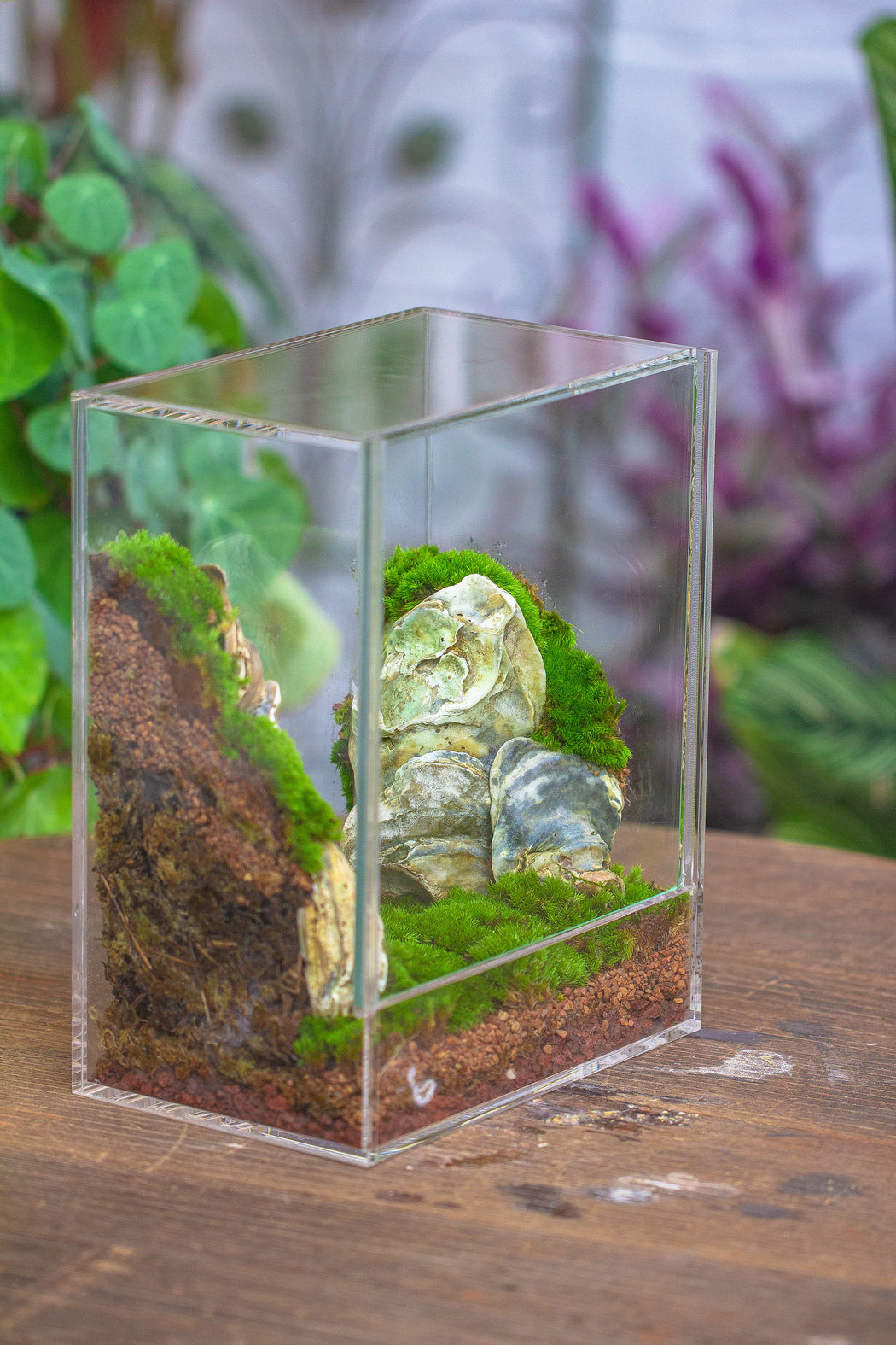 handmade water tight, sealed, enclosed, rectangle acrylic terrarium, fish tank, moss fern terrarium Paludarium Vivarium, no watering - NCYPgarden