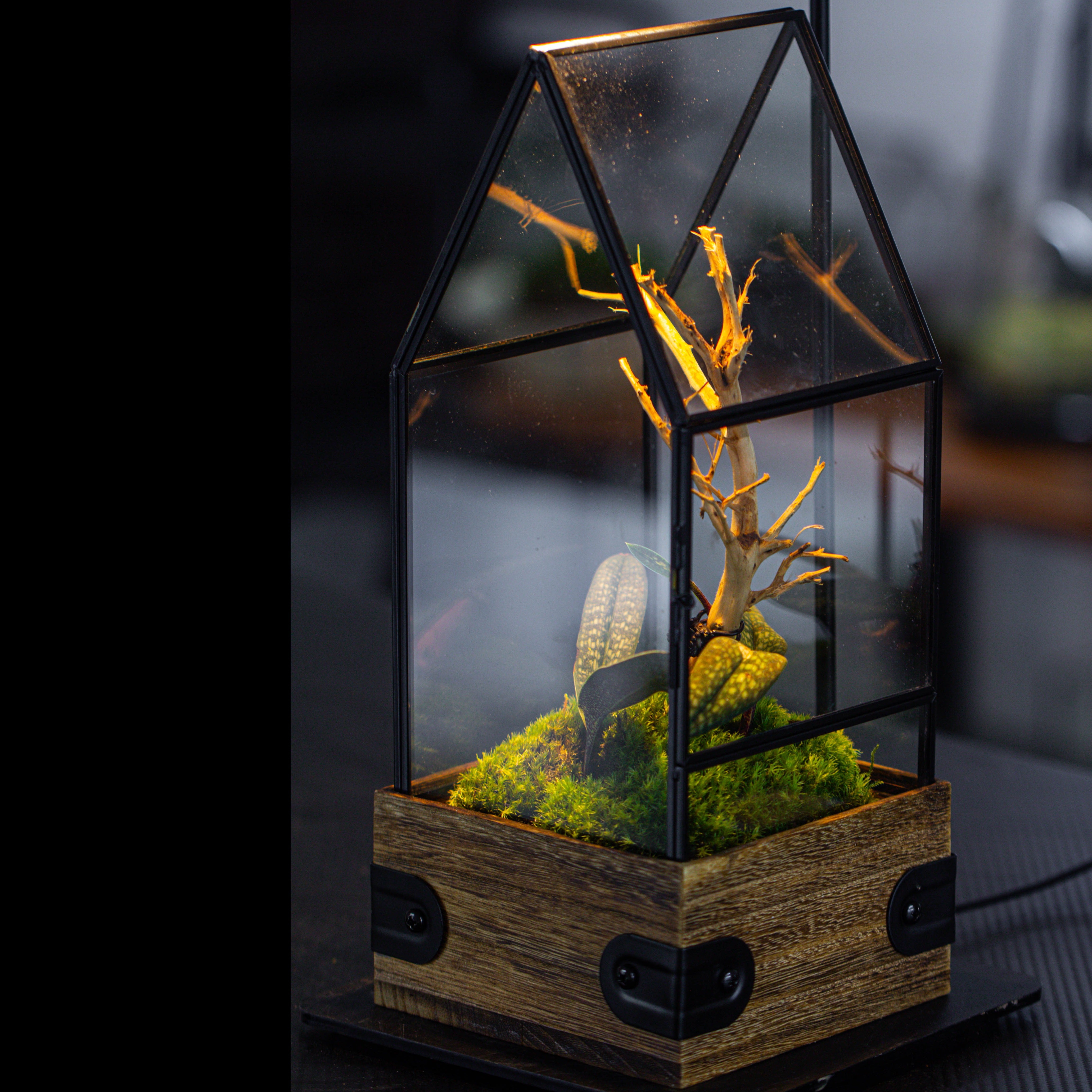 Handmade Glass Terrarium with Wood Base, House Shape Planter with Door for Plants, Moss Landscapes, Plant Lover Gift - NCYPgarden