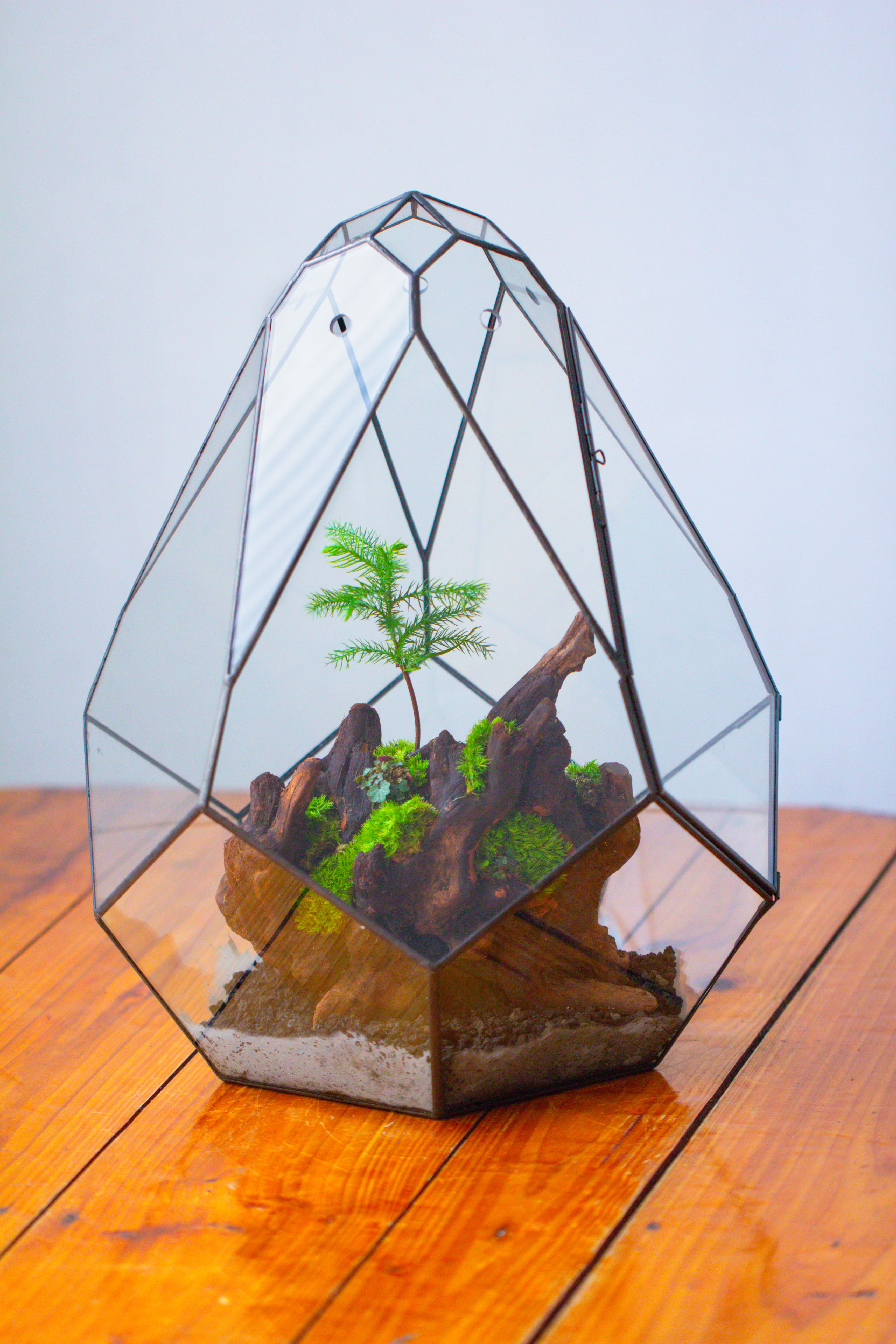 16" Large Teardrop Geometric Terrarium, close - NCYPgarden