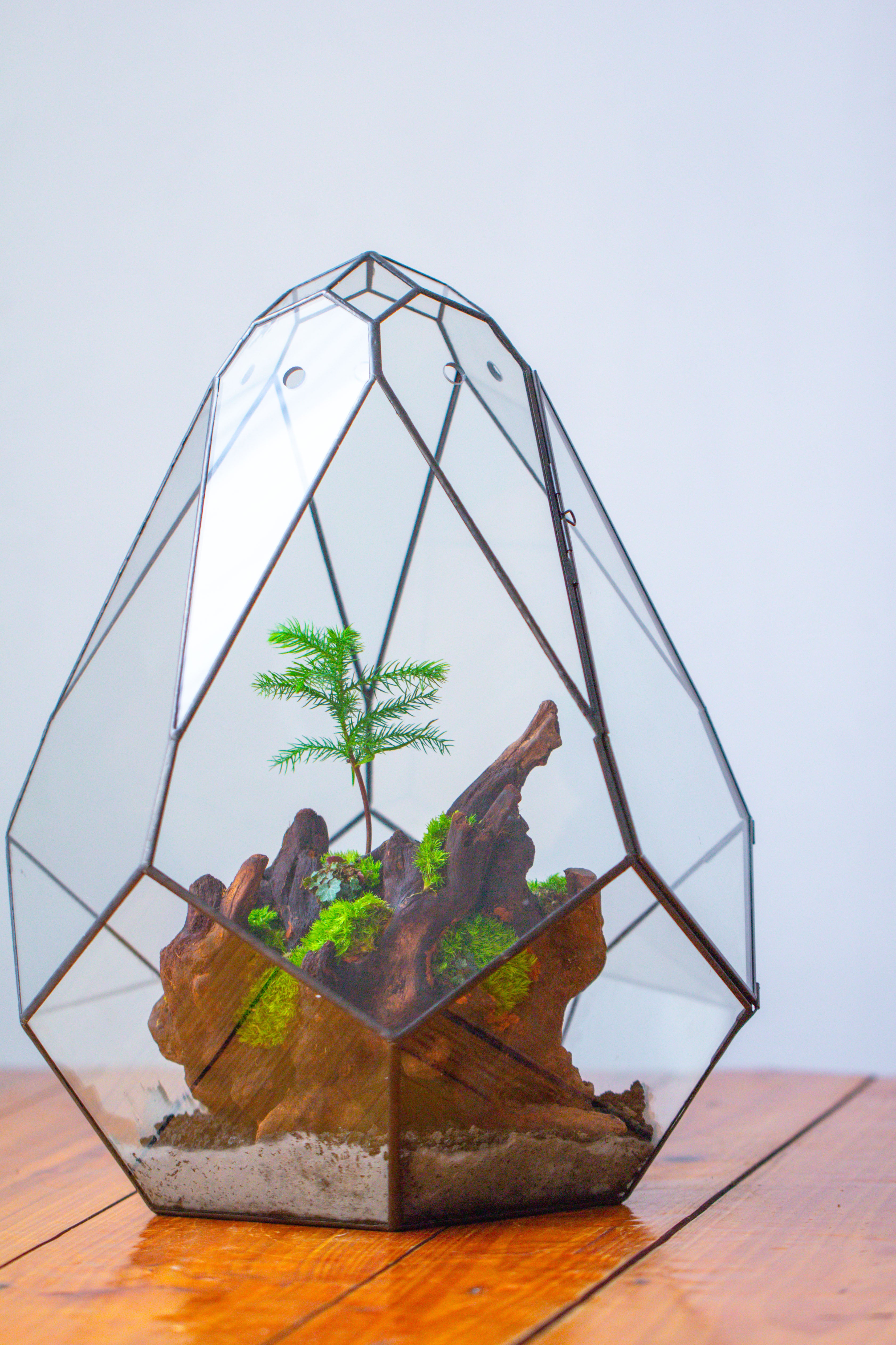 16" Large Teardrop Geometric Terrarium, close - NCYPgarden