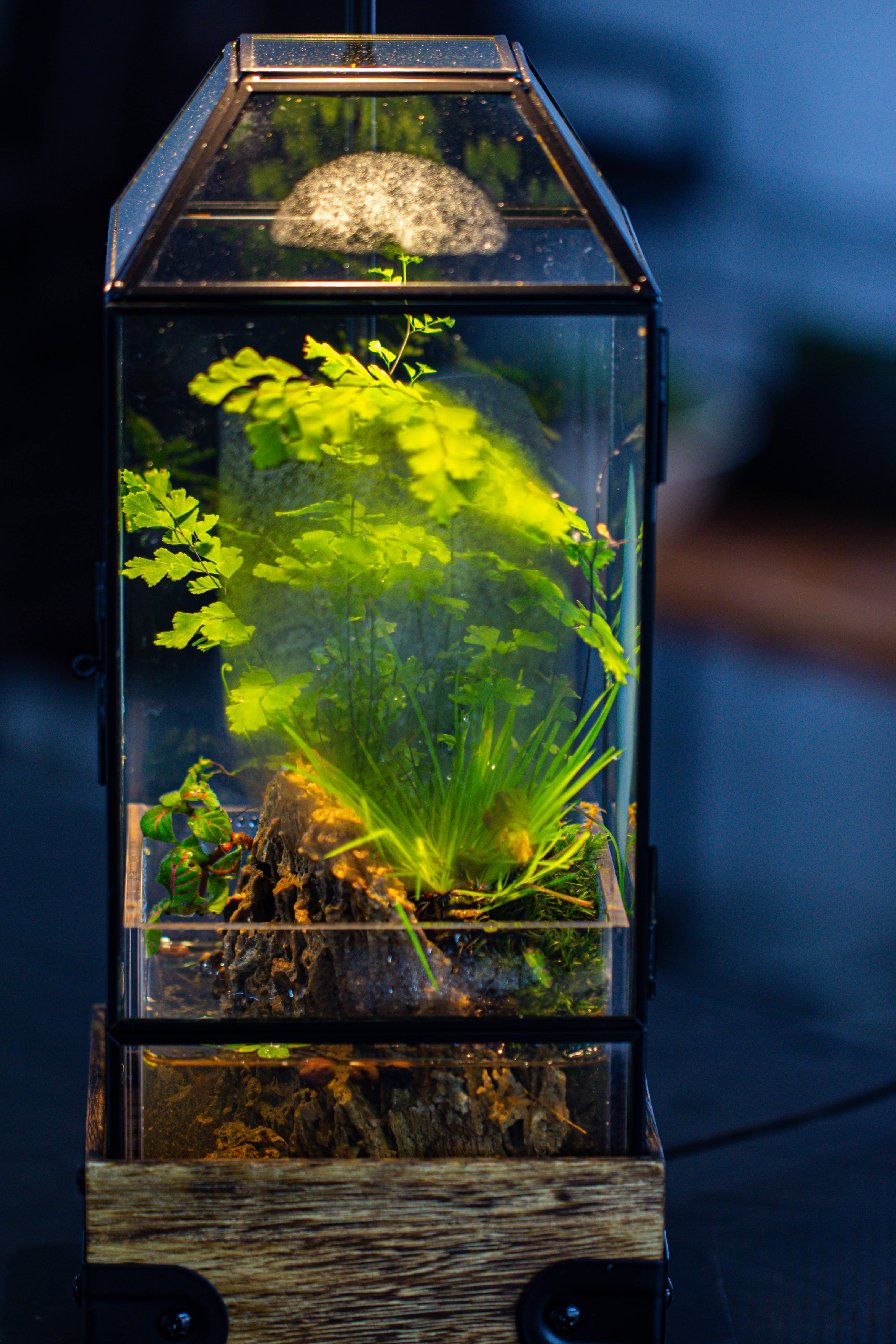 Handmade Glass Terrarium with Wood Base, Geometric  Planter with Door, with LED Acrylic Lamp Base for Plants, Moss Landscapes, Plant Lover Gift - NCYPgarden