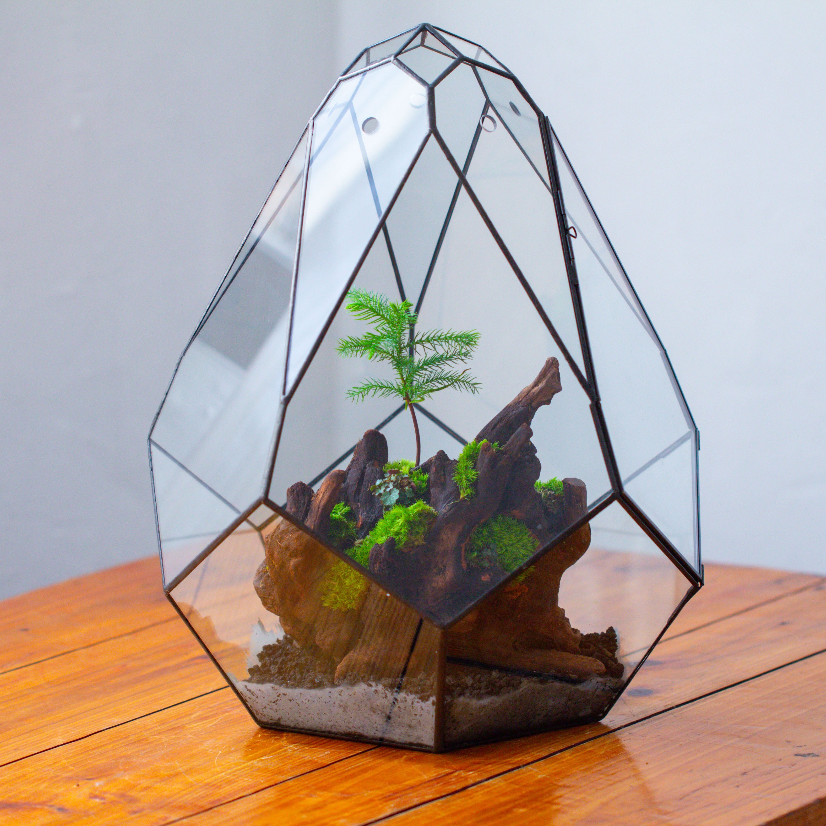 16" Large Teardrop Geometric Terrarium, close - NCYPgarden