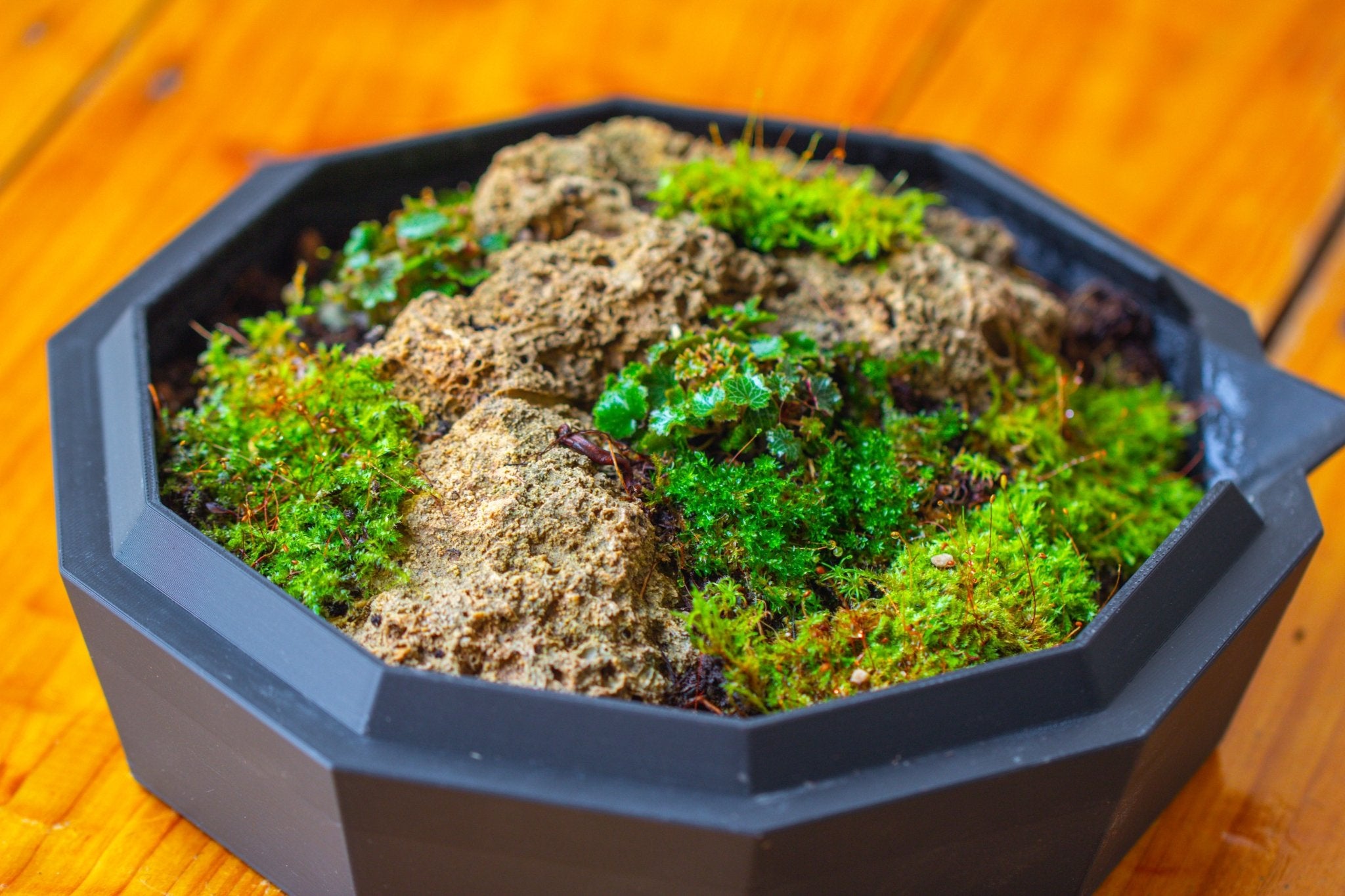 Dome Geometric Glass Terrarium, Vented, Two - part, for Moss Beginners PG08S2 - NCYPgarden