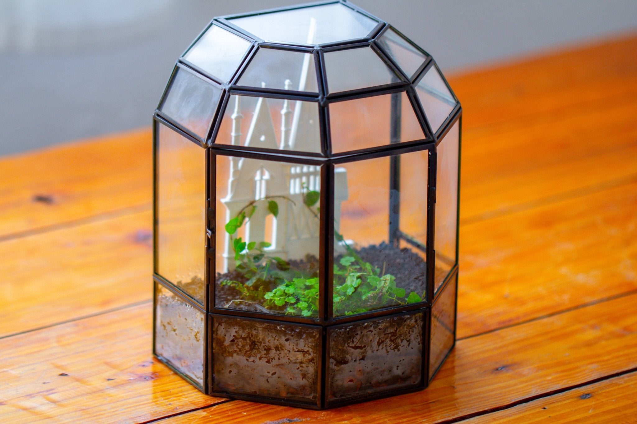Castle Pillar Mini Climbing Support Set for Ficus pumila ‘Quercifolia’, for terrarium - NCYPgarden
