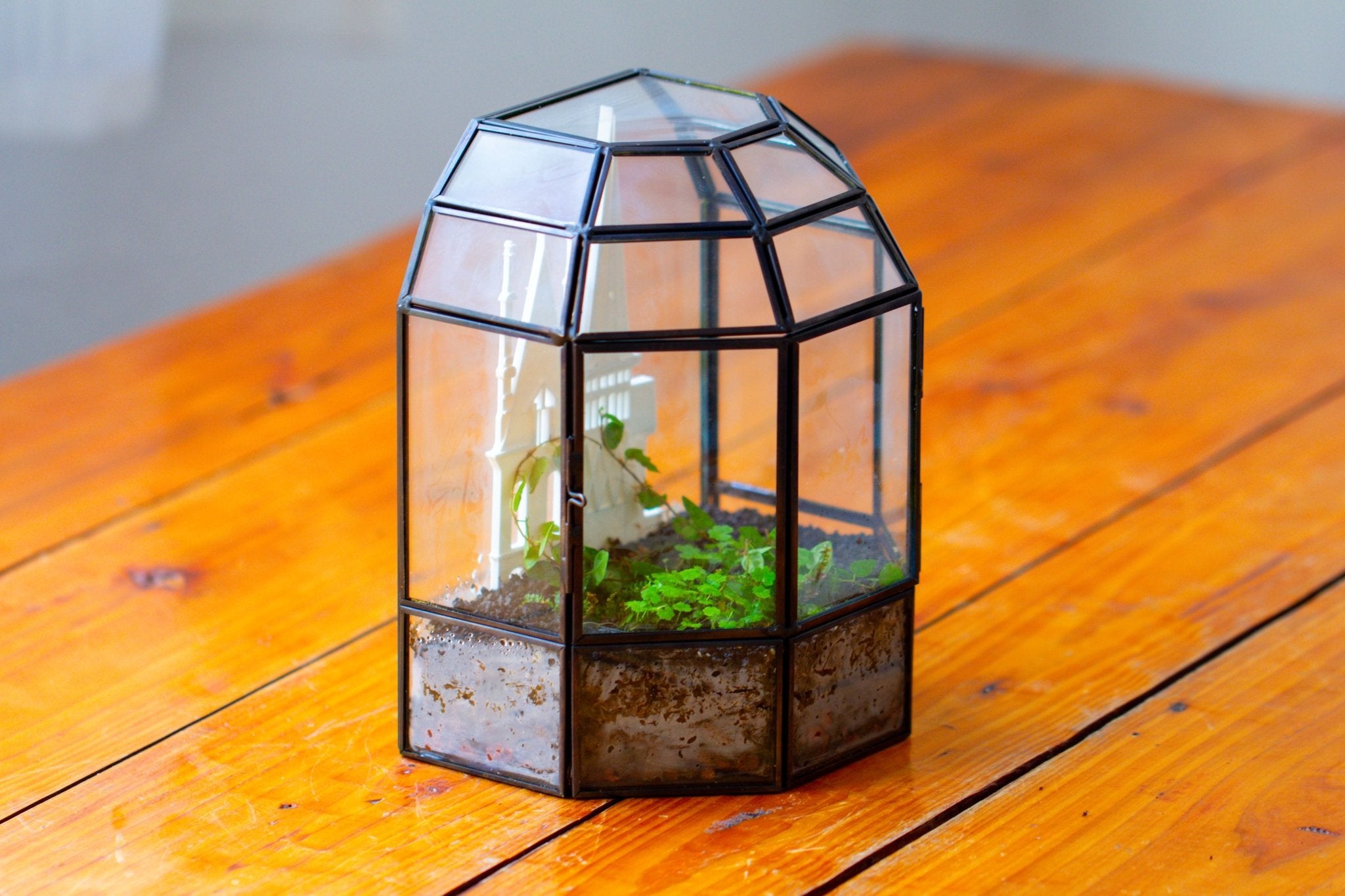 Castle Pillar Mini Climbing Support Set for Ficus pumila ‘Quercifolia’, for terrarium - NCYPgarden