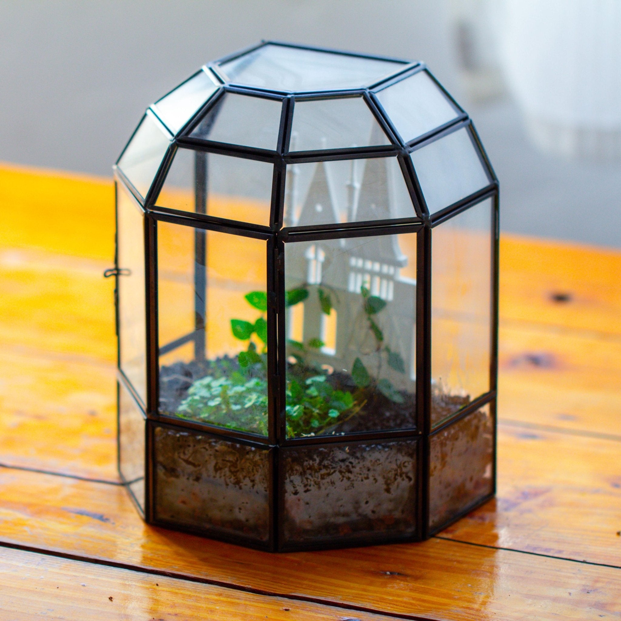 Castle Pillar Mini Climbing Support Set for Ficus pumila ‘Quercifolia’, for terrarium - NCYPgarden
