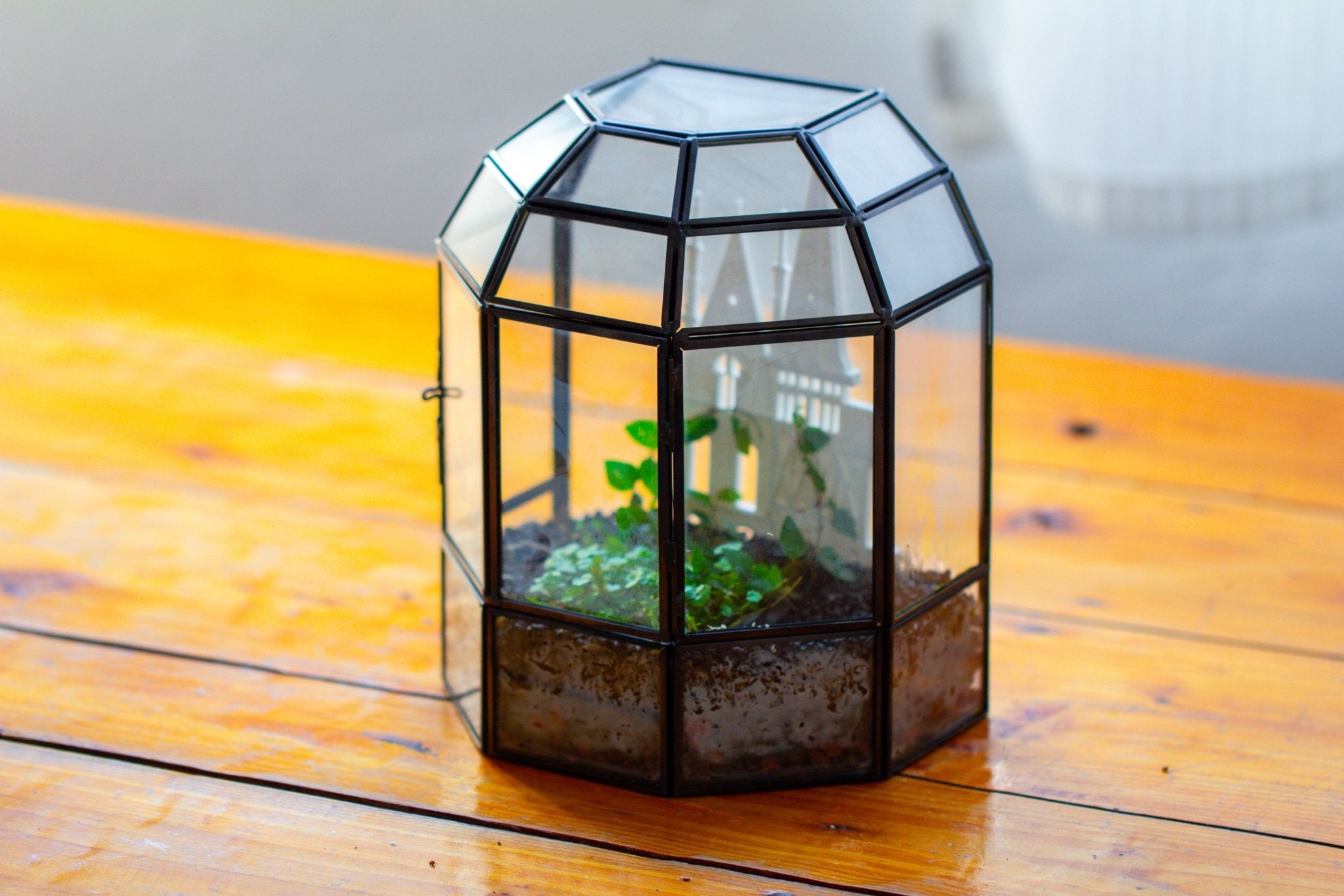 Castle Pillar Mini Climbing Support Set for Ficus pumila ‘Quercifolia’, for terrarium - NCYPgarden