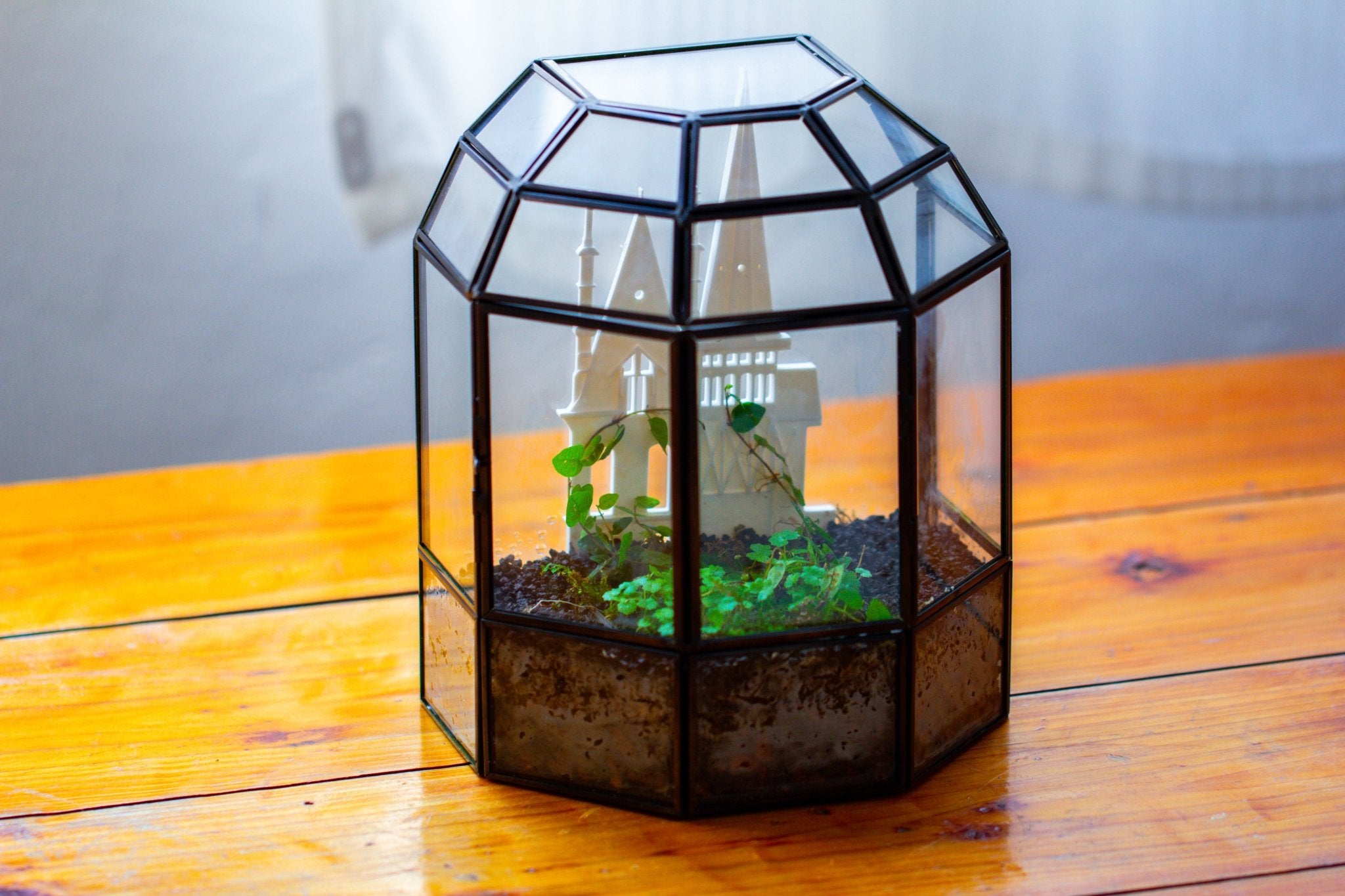 Castle Pillar Mini Climbing Support Set for Ficus pumila ‘Quercifolia’, for terrarium - NCYPgarden