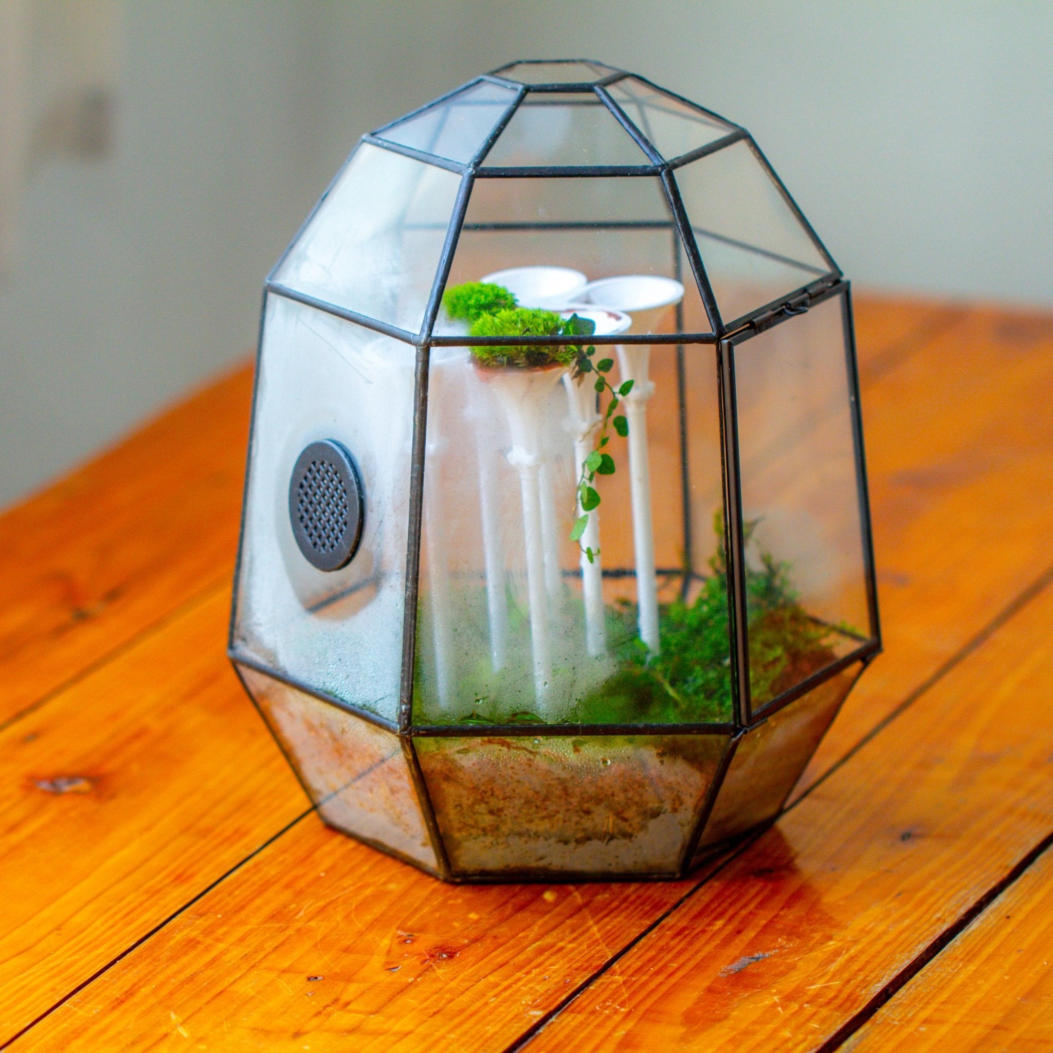 Castle Pillar Mini Climbing Support Set for Ficus pumila ‘Quercifolia’, for terrarium - NCYPgarden