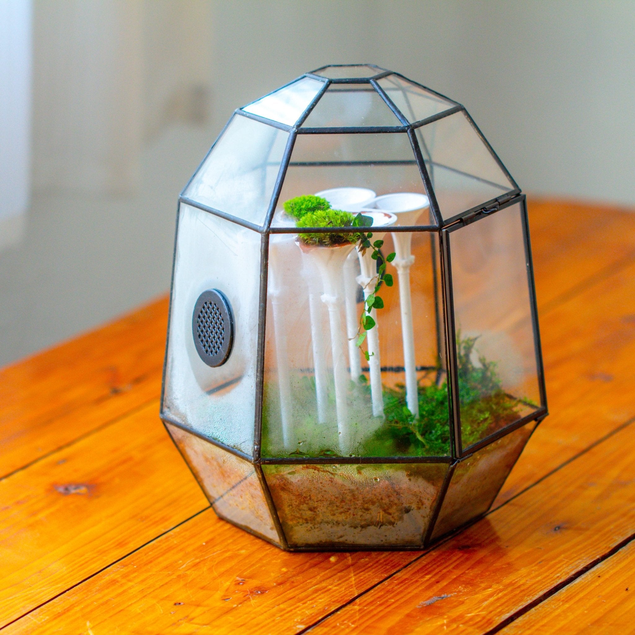 Castle Pillar Mini Climbing Support Set for Ficus pumila ‘Quercifolia’, for terrarium - NCYPgarden