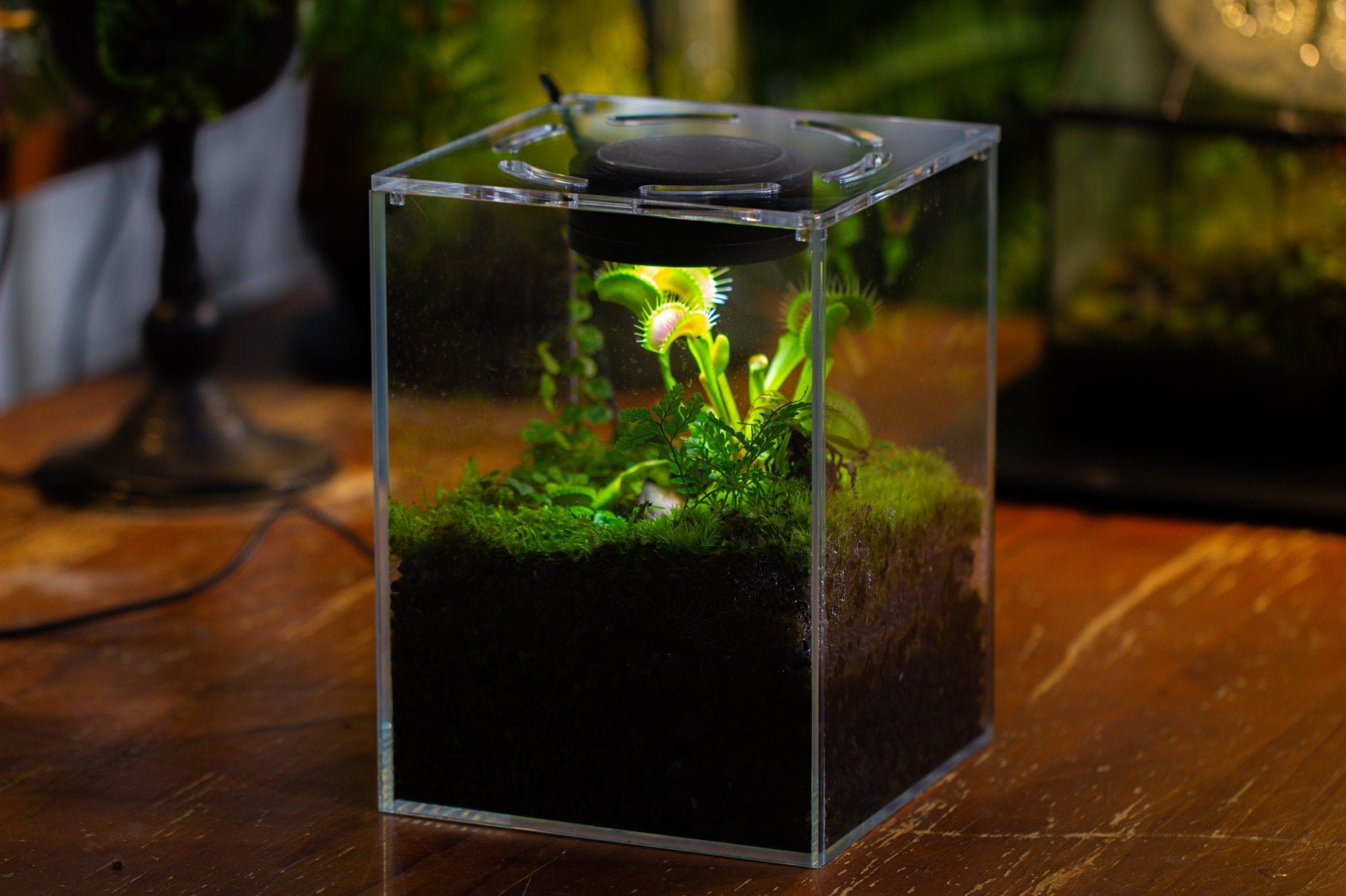 Glass Tank with lid Grow Light DIY set for Moss and Flytrap, Sundew