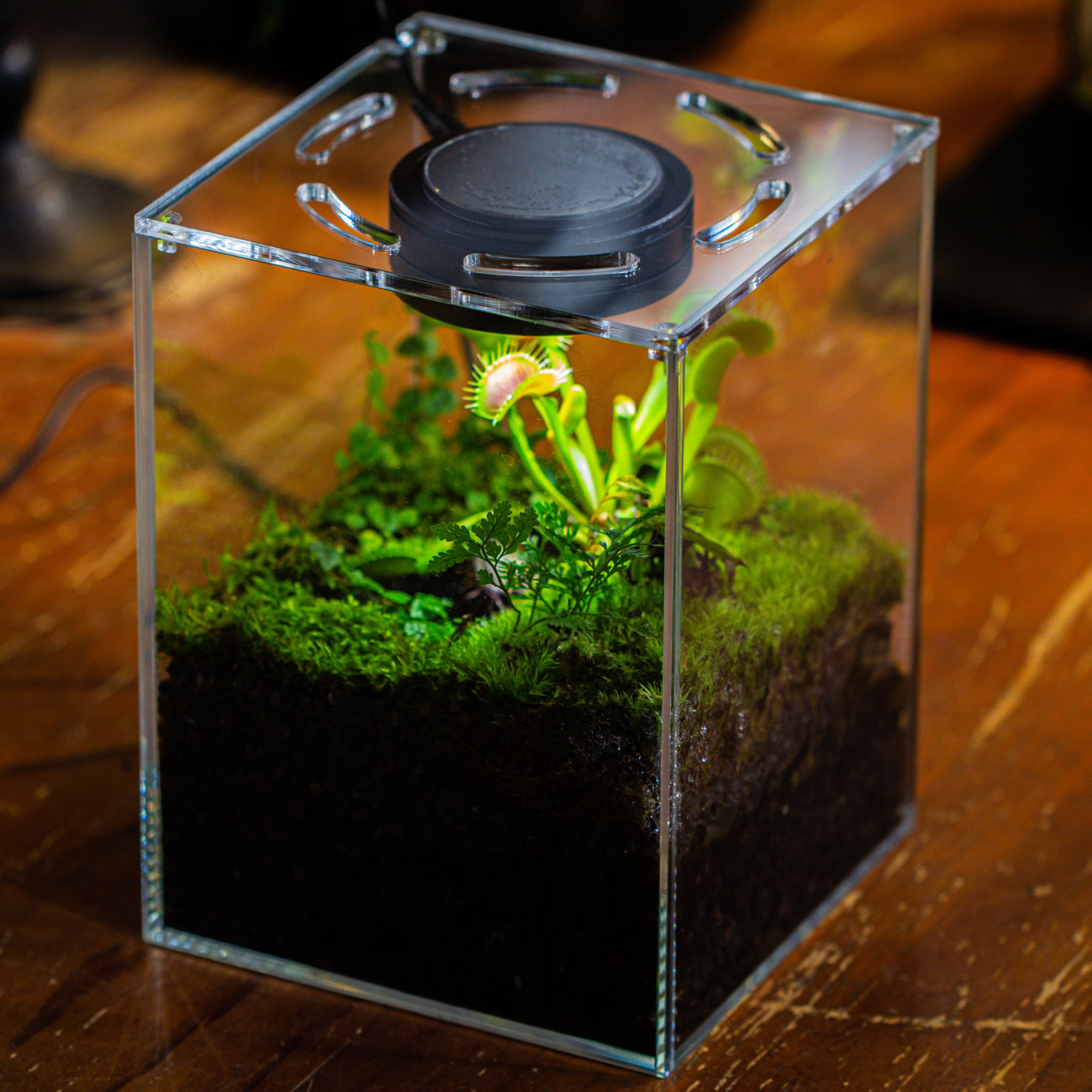 Watertight Glass Tank with LED Grow Light, Acrylic Lid, DIY Terrarium Kit- 25x25x30cm / 9.8x9.8x11.8'' - NCYPgarden