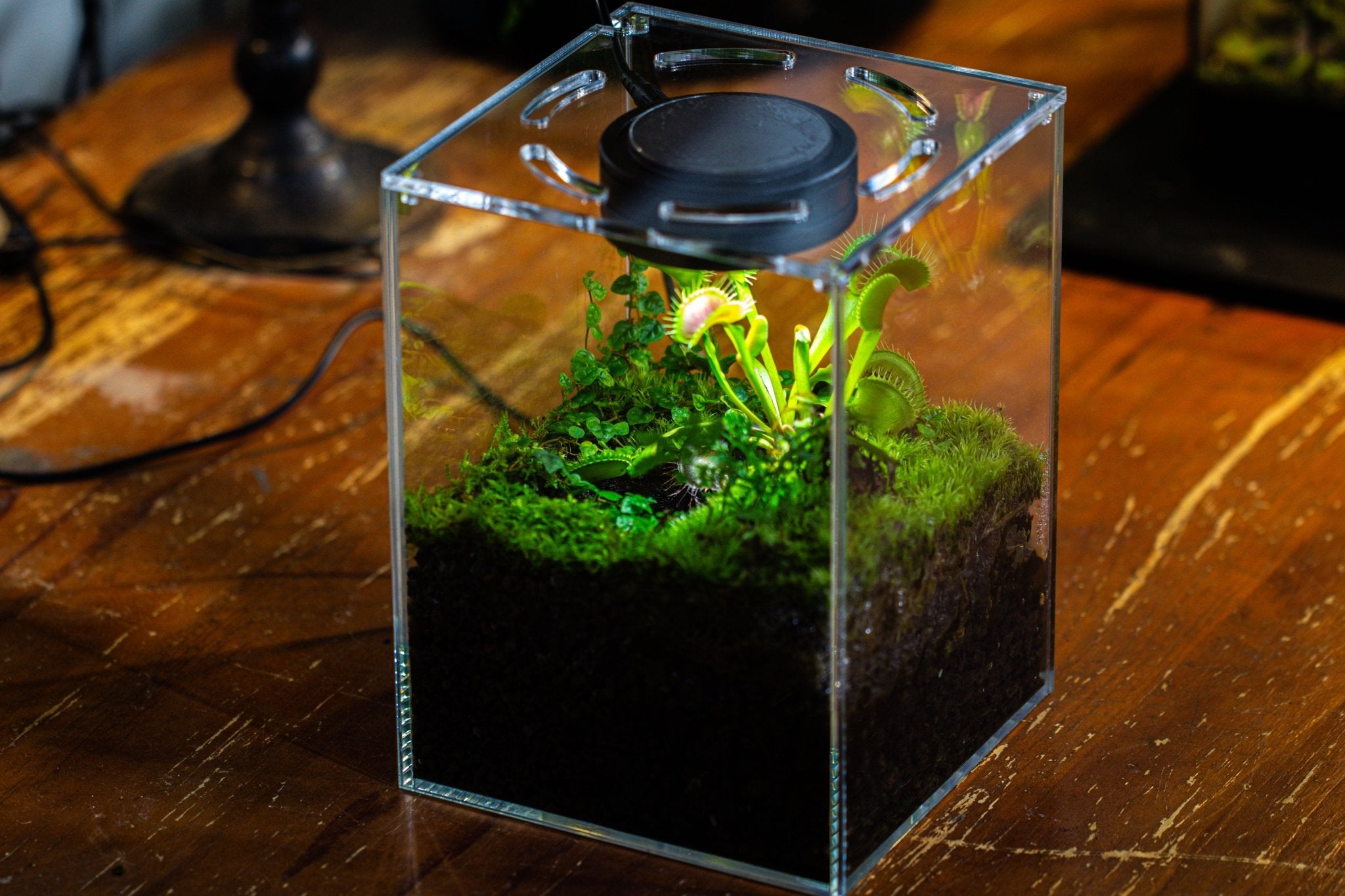 Glass Tank with lid Grow Light DIY set for Moss and Flytrap, Sundew