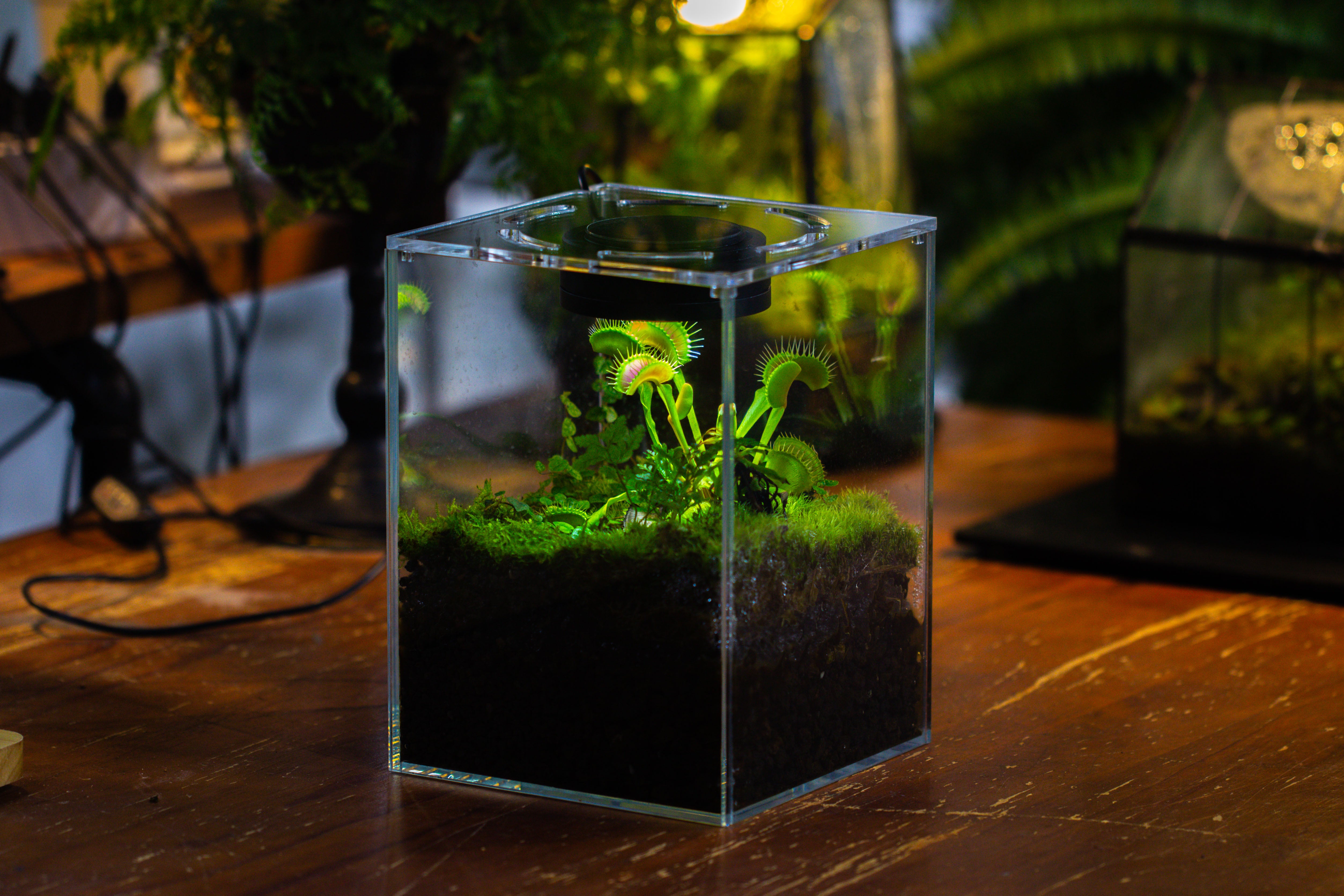 Watertight Glass Tank with LED Grow Light, Acrylic Lid, DIY Terrarium Kit- 25x25x30cm / 9.8x9.8x11.8'' - NCYPgarden