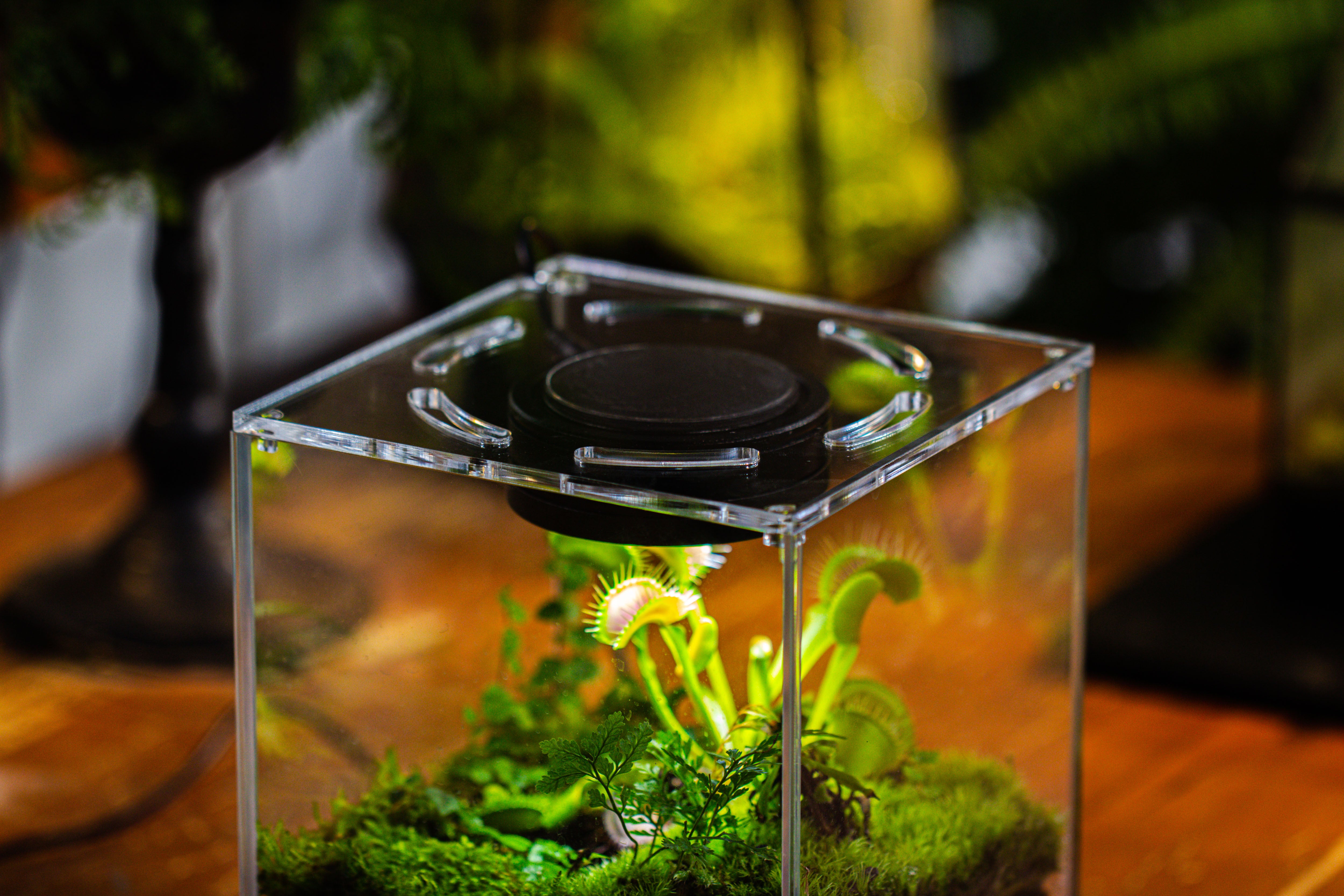 Glass Tank with lid Grow Light DIY set for Moss and Flytrap, Sundew - NCYPgarden