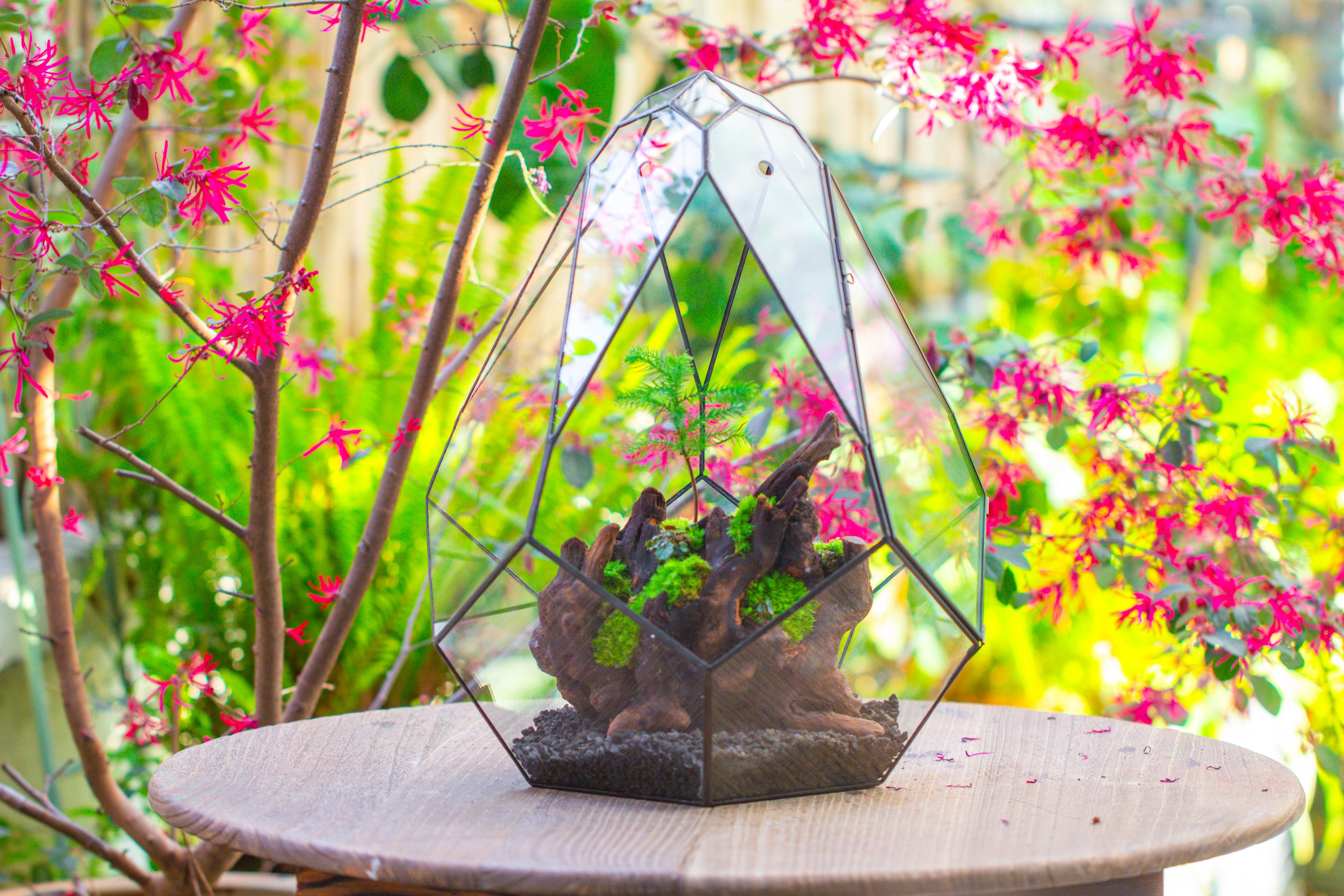16" Large Teardrop Geometric Terrarium, close - NCYPgarden