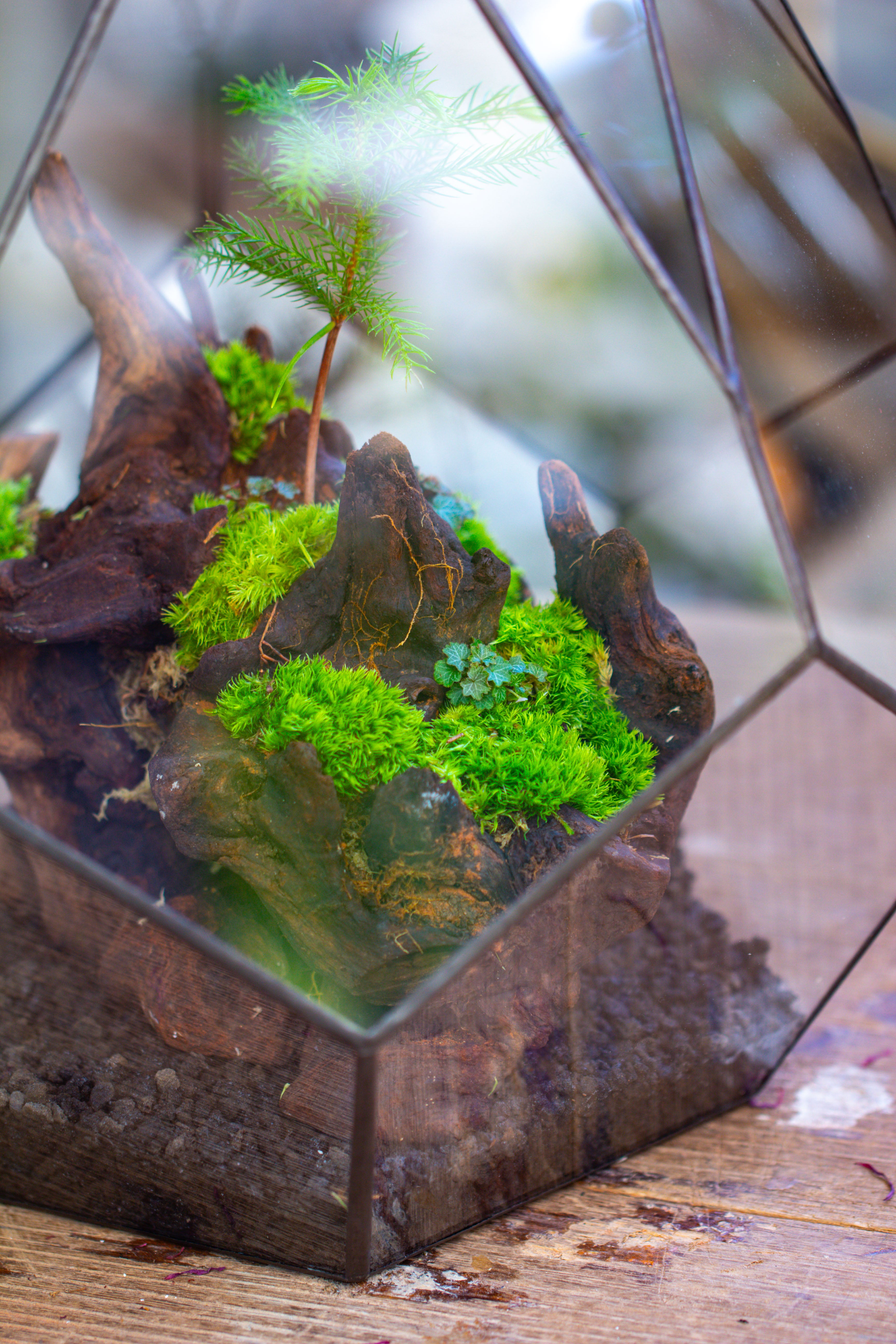 16" Large Teardrop Geometric Terrarium, close - NCYPgarden