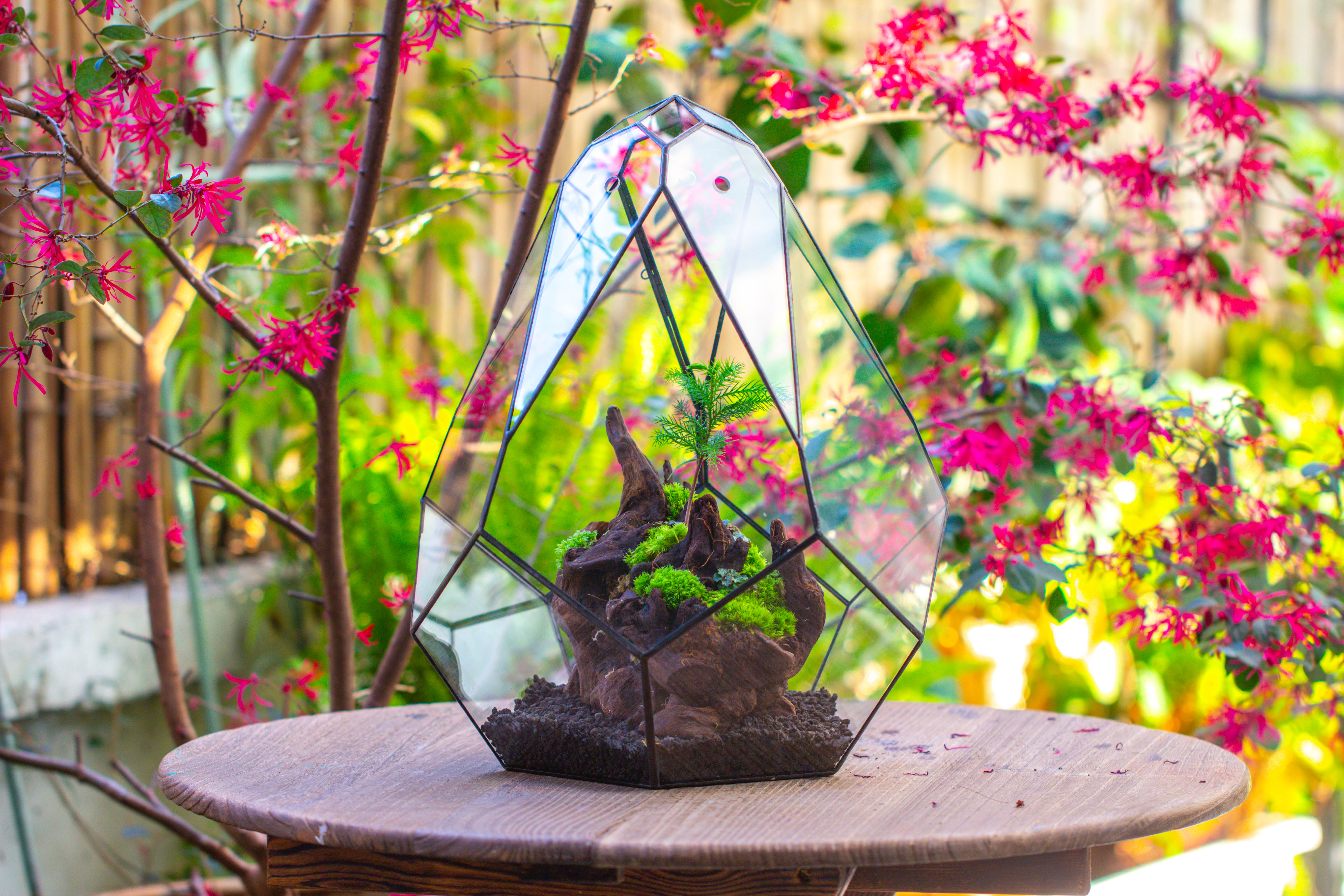 16" Large Teardrop Geometric Terrarium, close - NCYPgarden