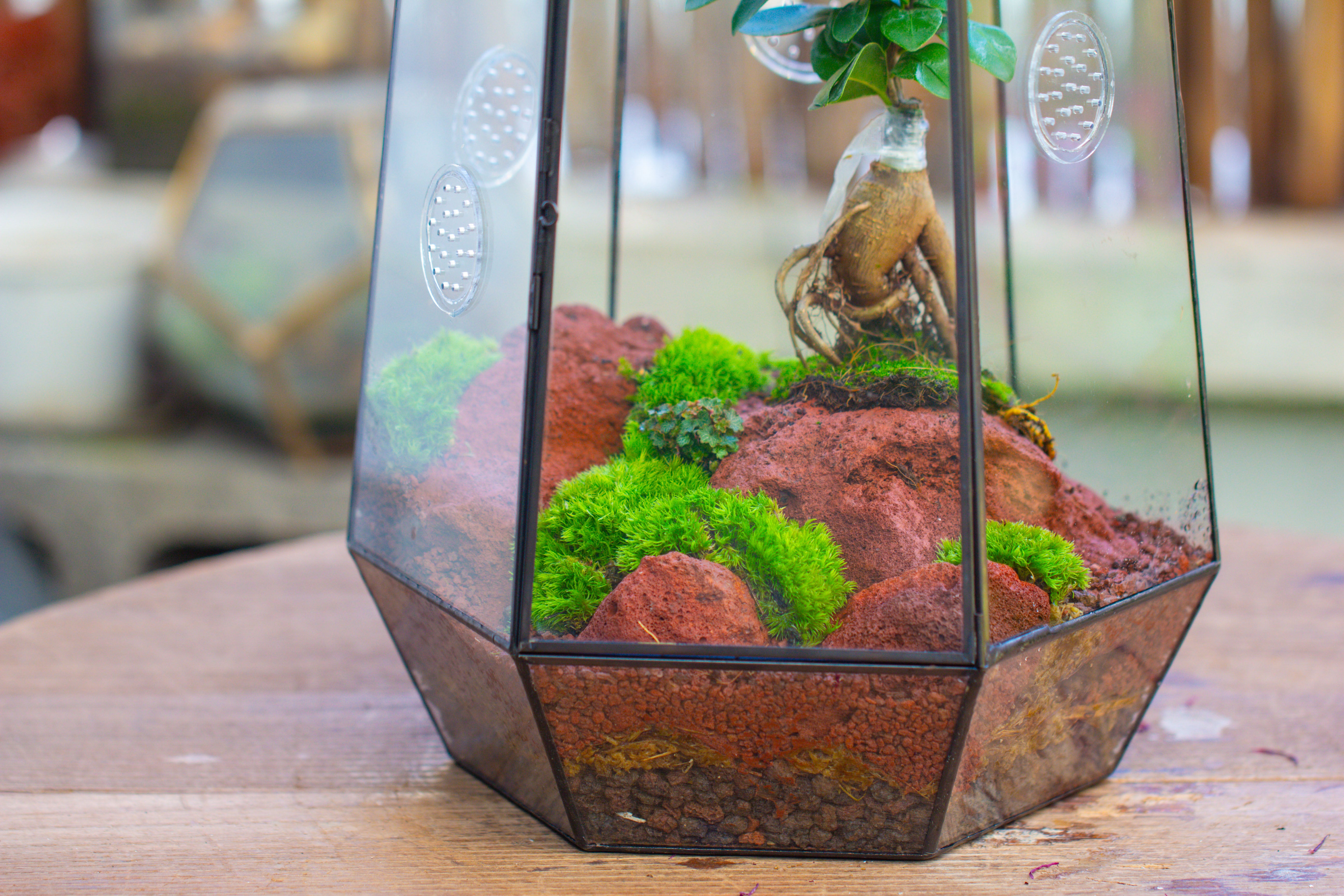 Handmade 41cm / 16" Tall IrregularGlass Geometric Terrarium Box with Vent - NCYPgarden