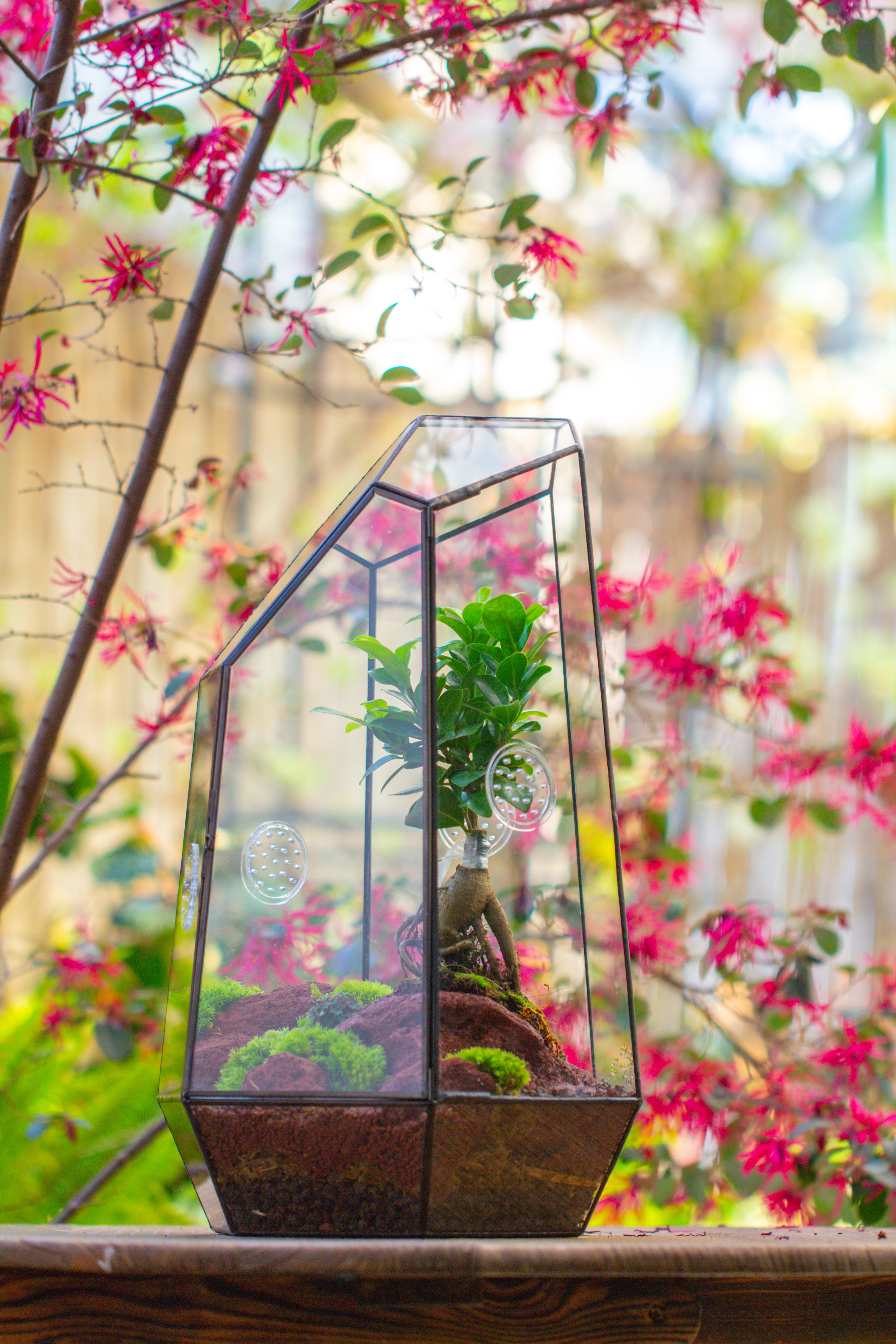 Handmade 41cm / 16" Tall IrregularGlass Geometric Terrarium Box with Vent - NCYPgarden