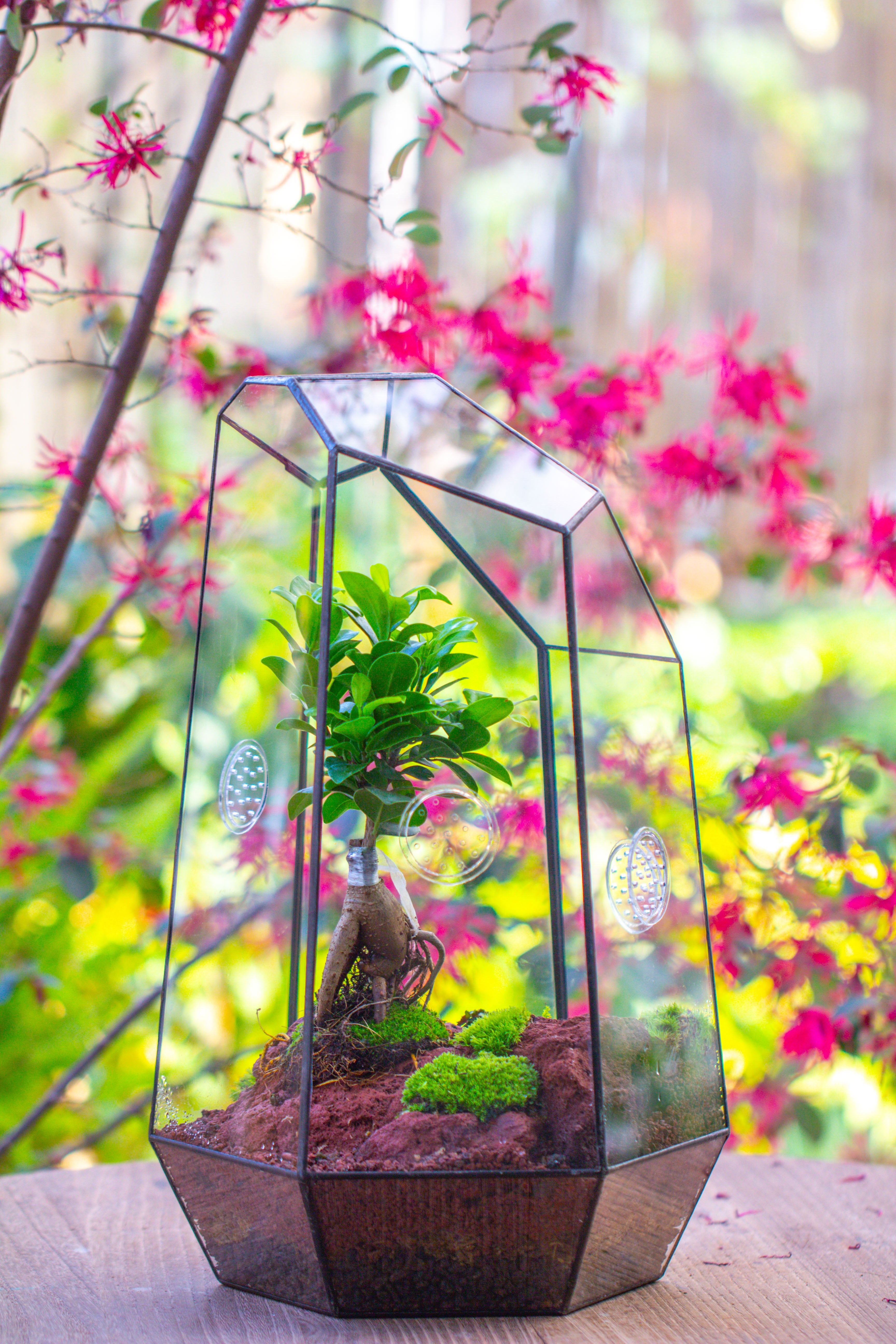 Handmade 41cm / 16" Tall IrregularGlass Geometric Terrarium Box with Vent - NCYPgarden