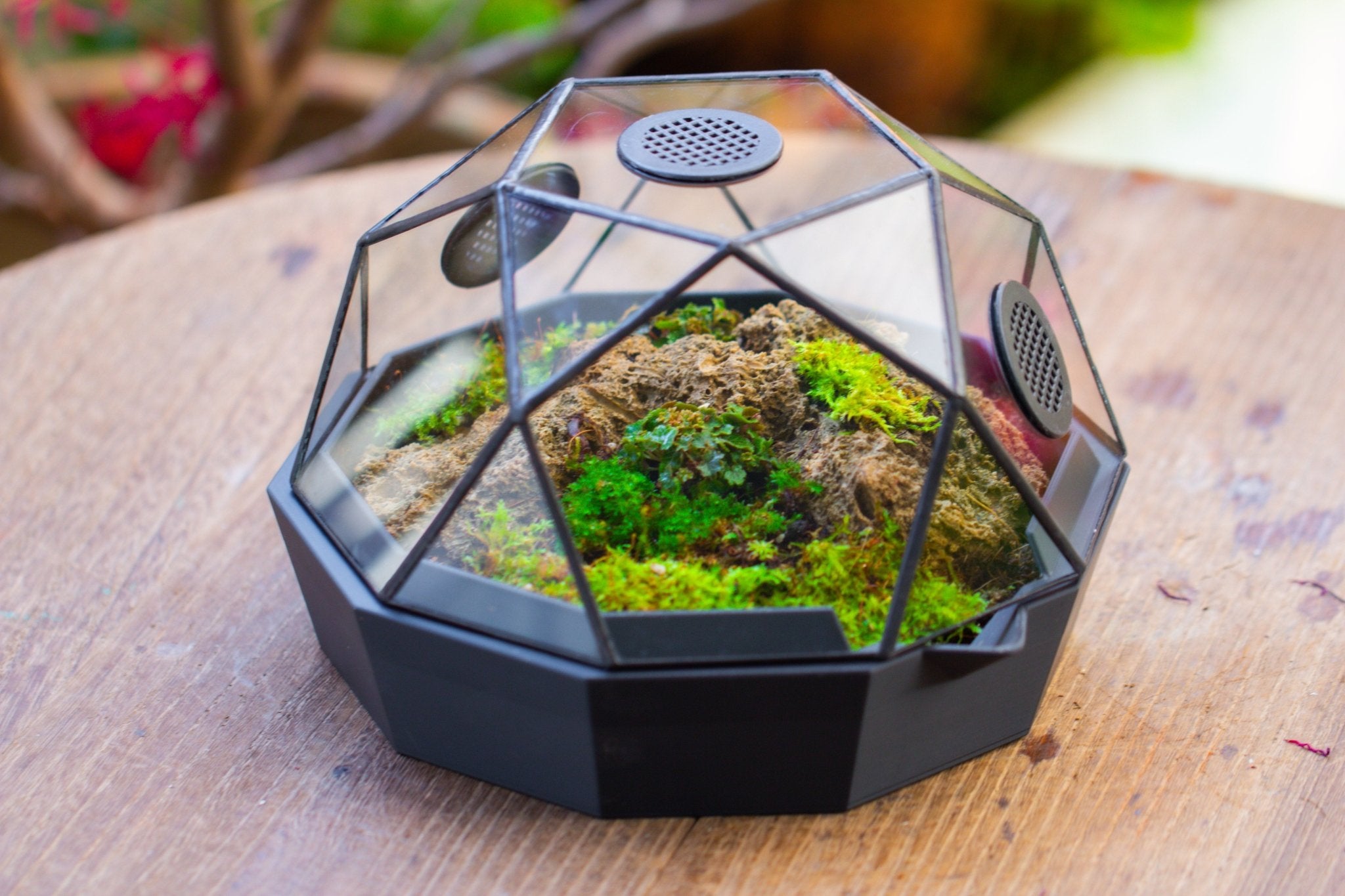 Dome Geometric Glass Terrarium, Vented, Two - part, for Moss Beginners PG08S2 - NCYPgarden