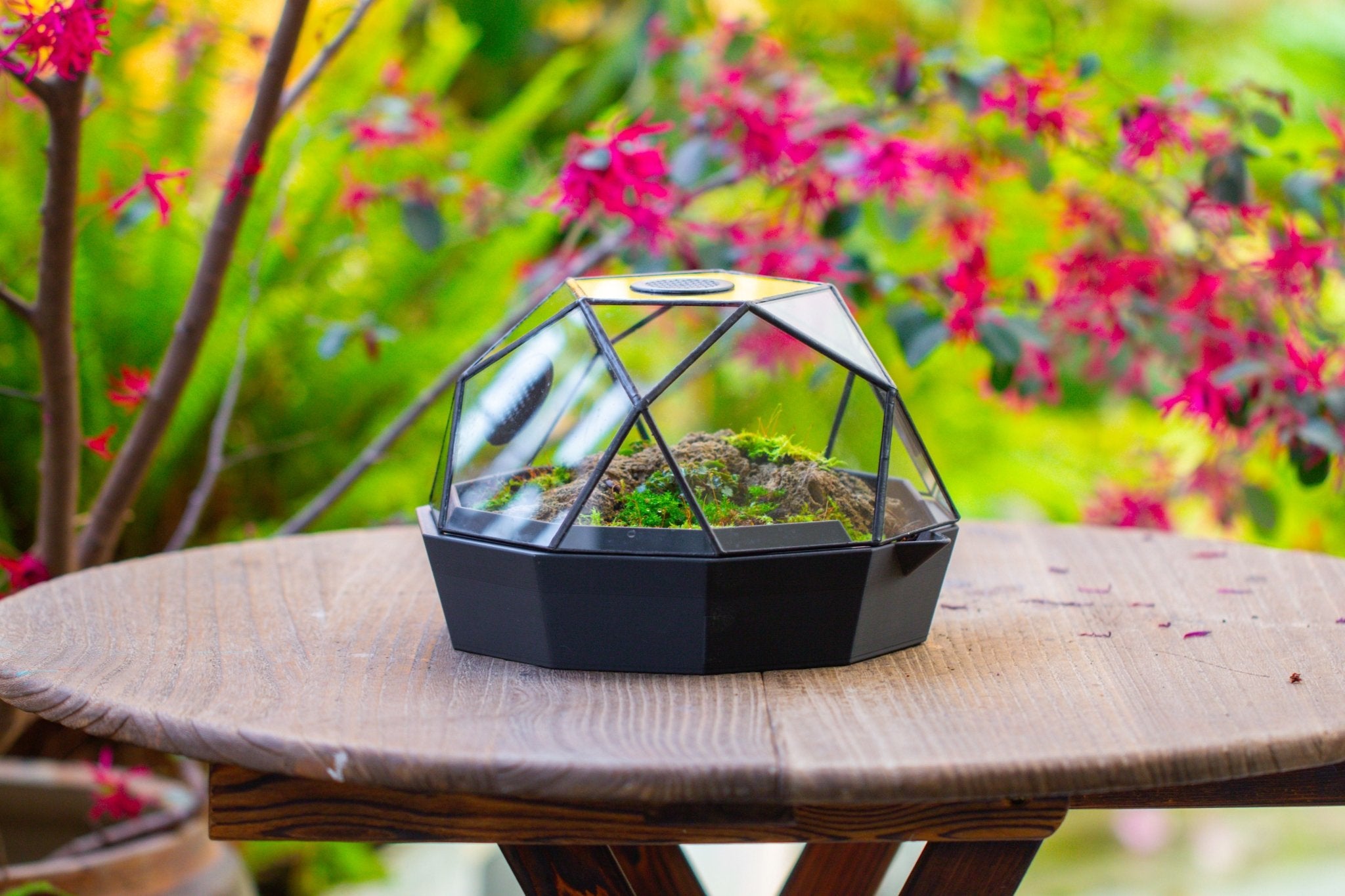 Dome Geometric Glass Terrarium, Vented, Two - part, for Moss Beginners PG08S2 - NCYPgarden
