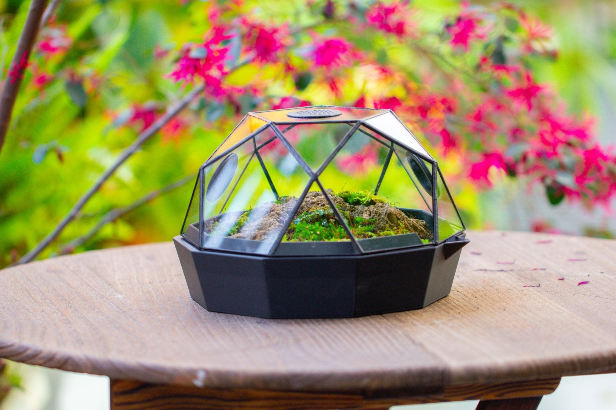 Dome Geometric Glass Terrarium, Vented, Two - part, for Moss Beginners PG08S2 - NCYPgarden