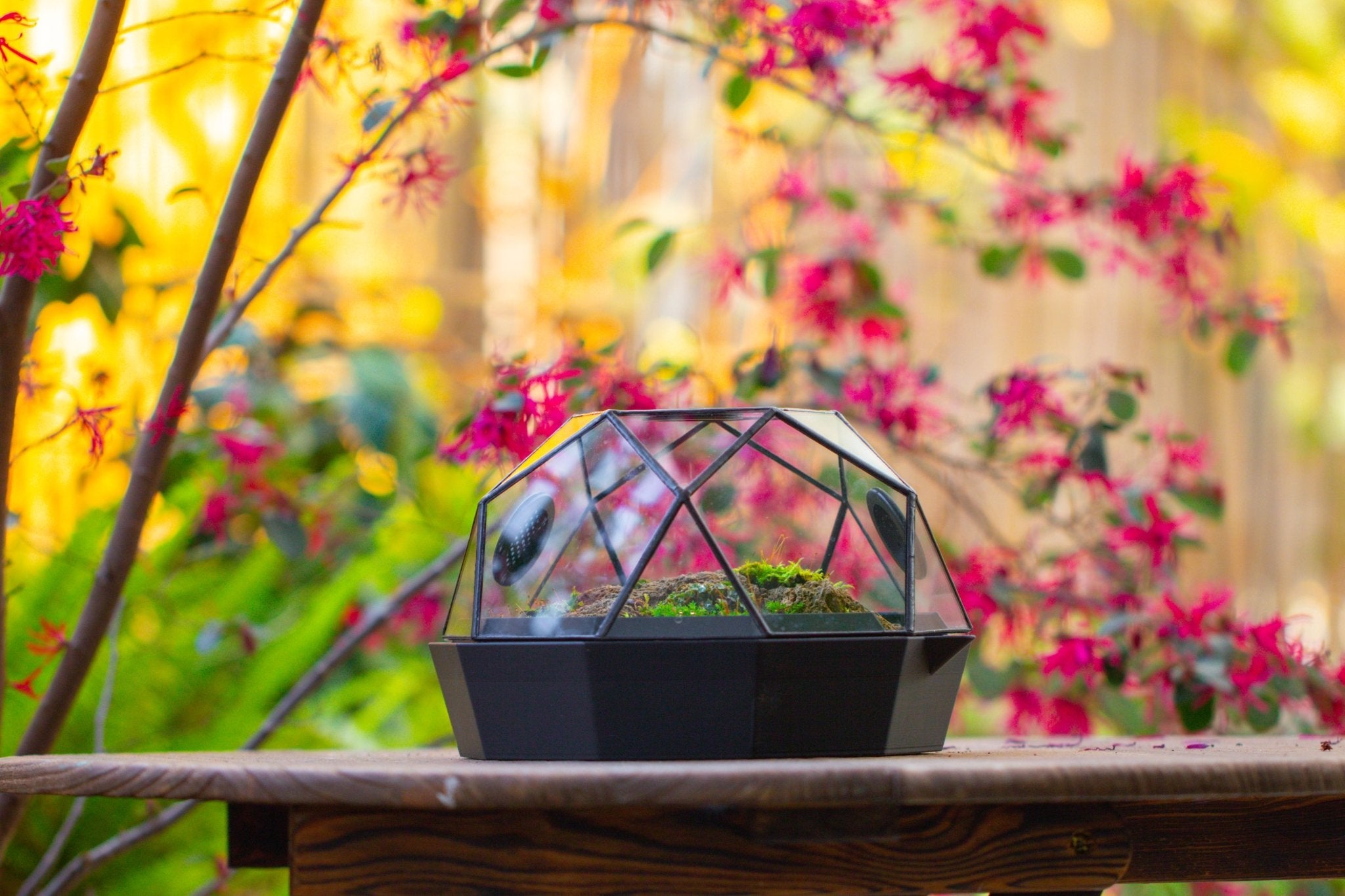 Dome Geometric Glass Terrarium, Vented, Two - part, for Moss Beginners PG08S2 - NCYPgarden