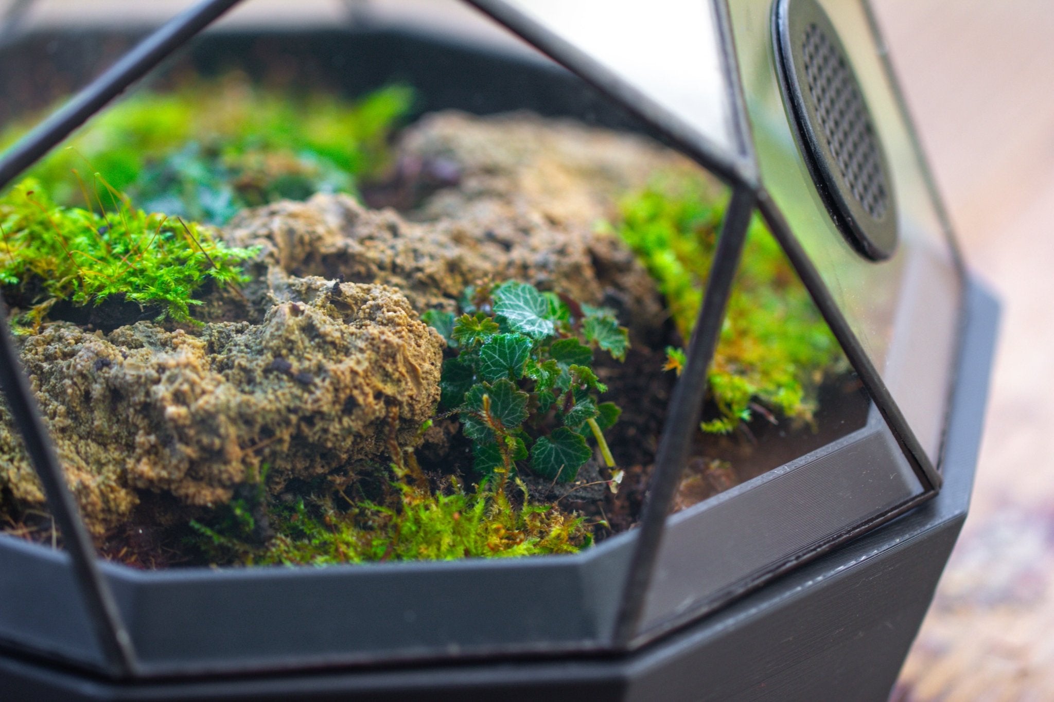 Dome Geometric Glass Terrarium, Vented, Two - part, for Moss Beginners PG08S2 - NCYPgarden