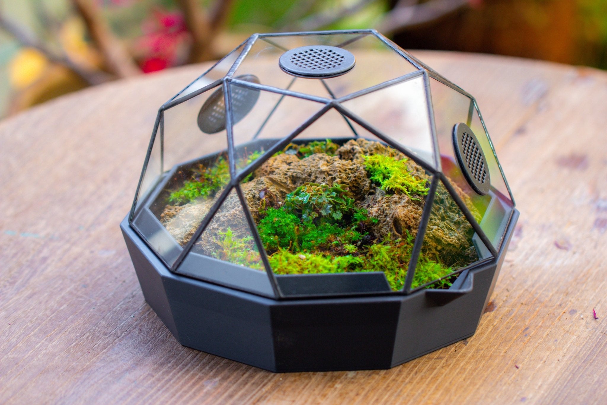 Dome Geometric Glass Terrarium, Vented, Two - part, for Moss Beginners PG08S2 - NCYPgarden