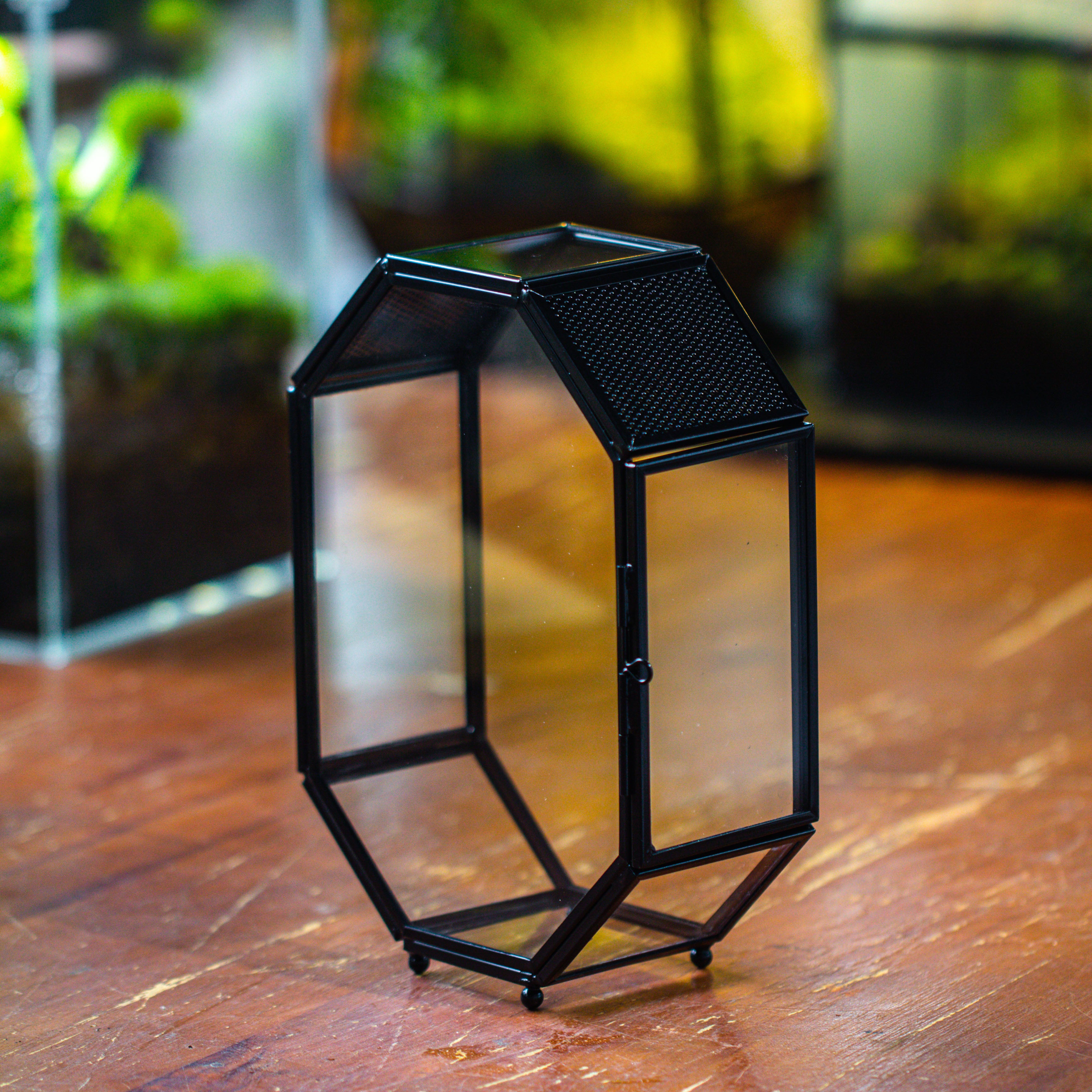 Mini 5x7 inches Octagon Shape Glass Geometric Terrarium Enclosure with Side Vent  for Small Insect, Jumping Spider - NCYPgarden