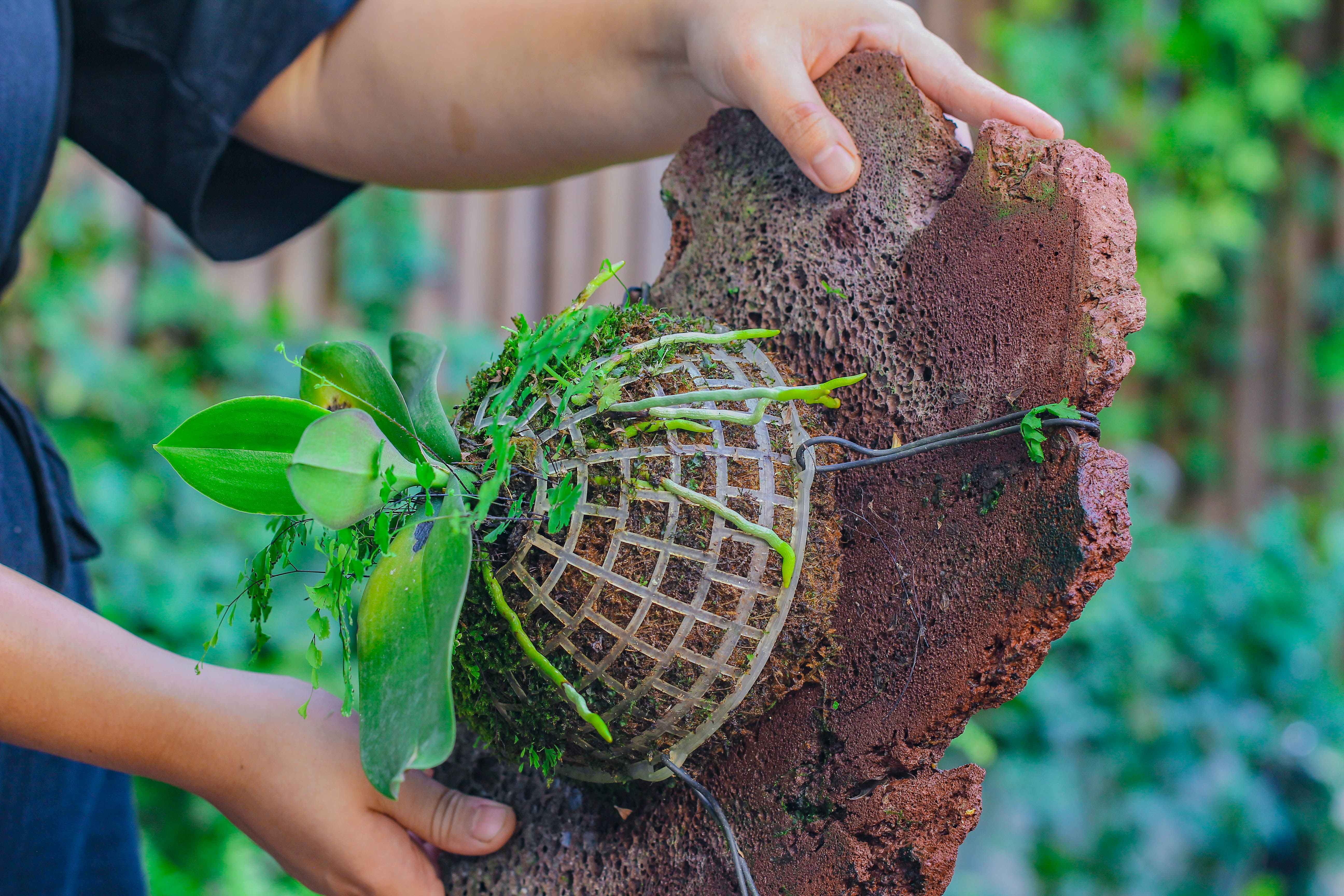 Environment Friendly Detachable Plastic Ball for easy moss ball, hanging planters, wall mounted planting idea, suitable for orchid, Staghorn Fern  10 sets - NCYPgarden