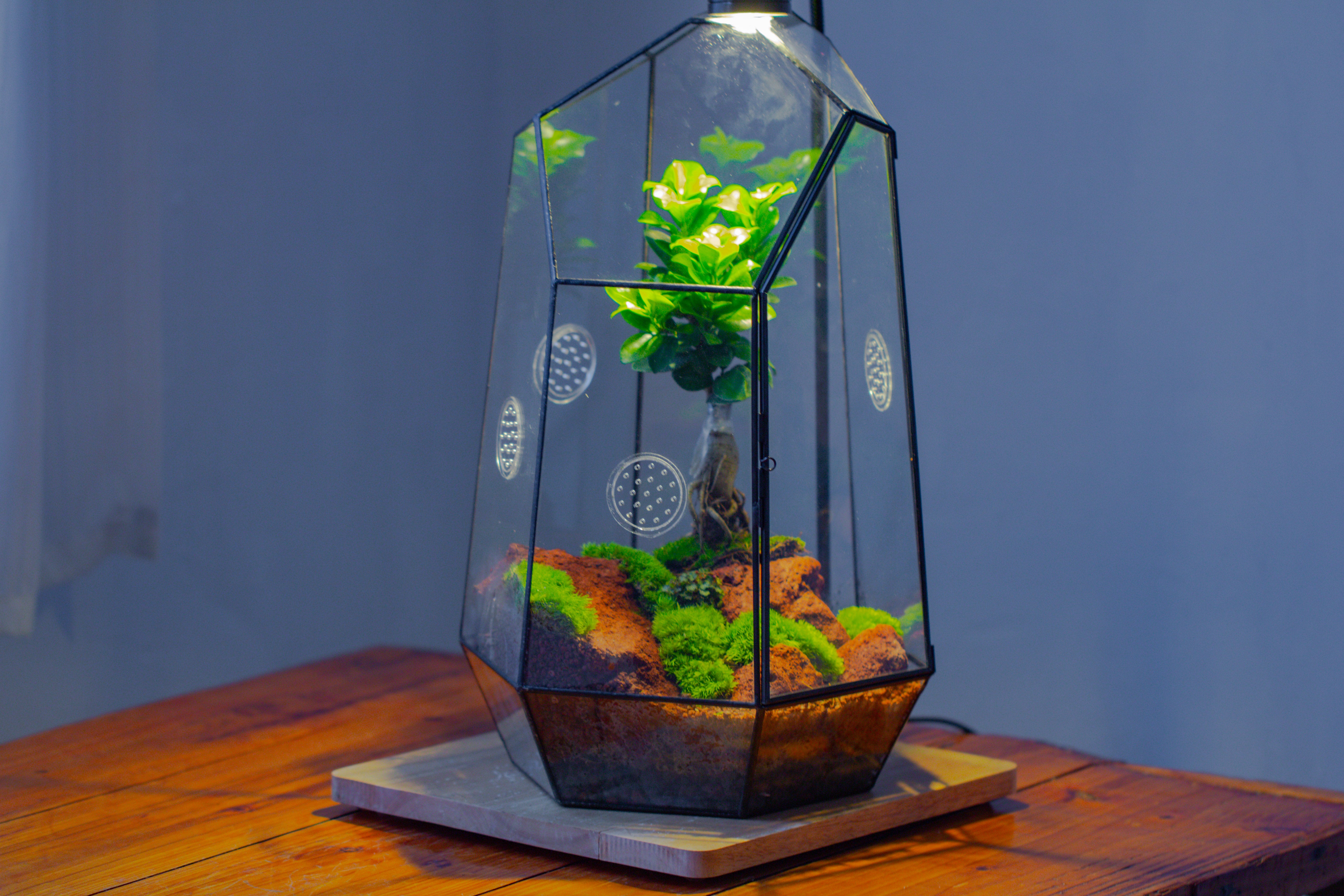 Handmade 41cm / 16" Tall IrregularGlass Geometric Terrarium Box with Vent - NCYPgarden