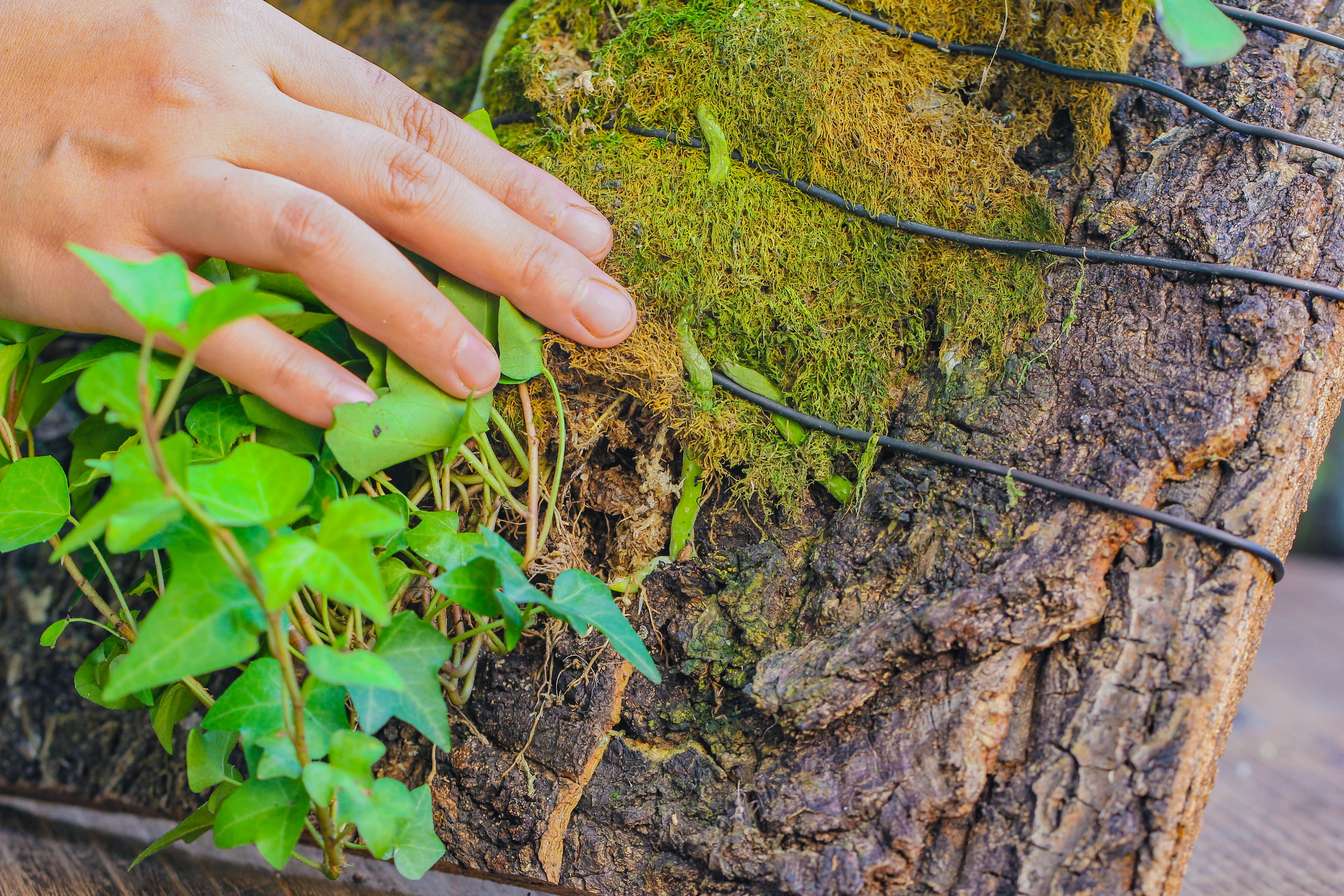 Dried sphagna Sphagni, 24L for DIY, terrarium building, microlandscape, Orchid, fern, vertical gardening - NCYPgarden