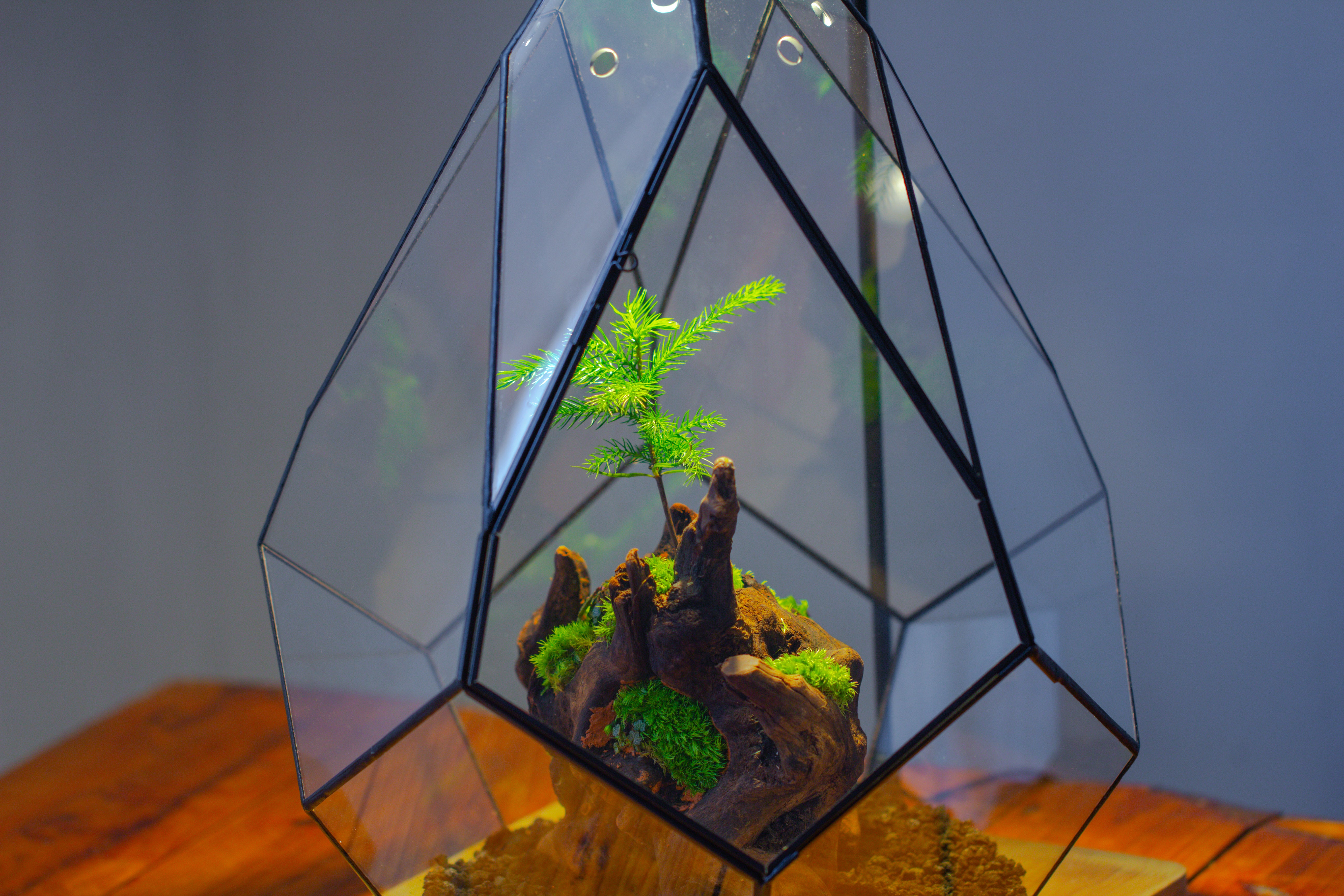 16" Large Teardrop Geometric Terrarium, close - NCYPgarden